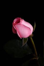 Light Pink Rose Flower