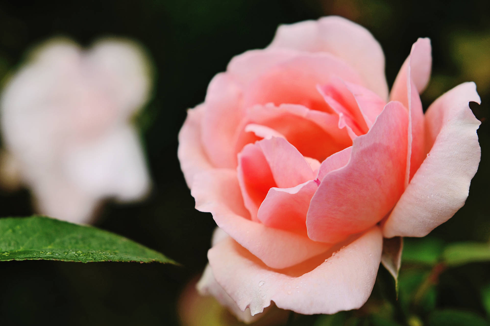 Light Pink Rose Hd Background