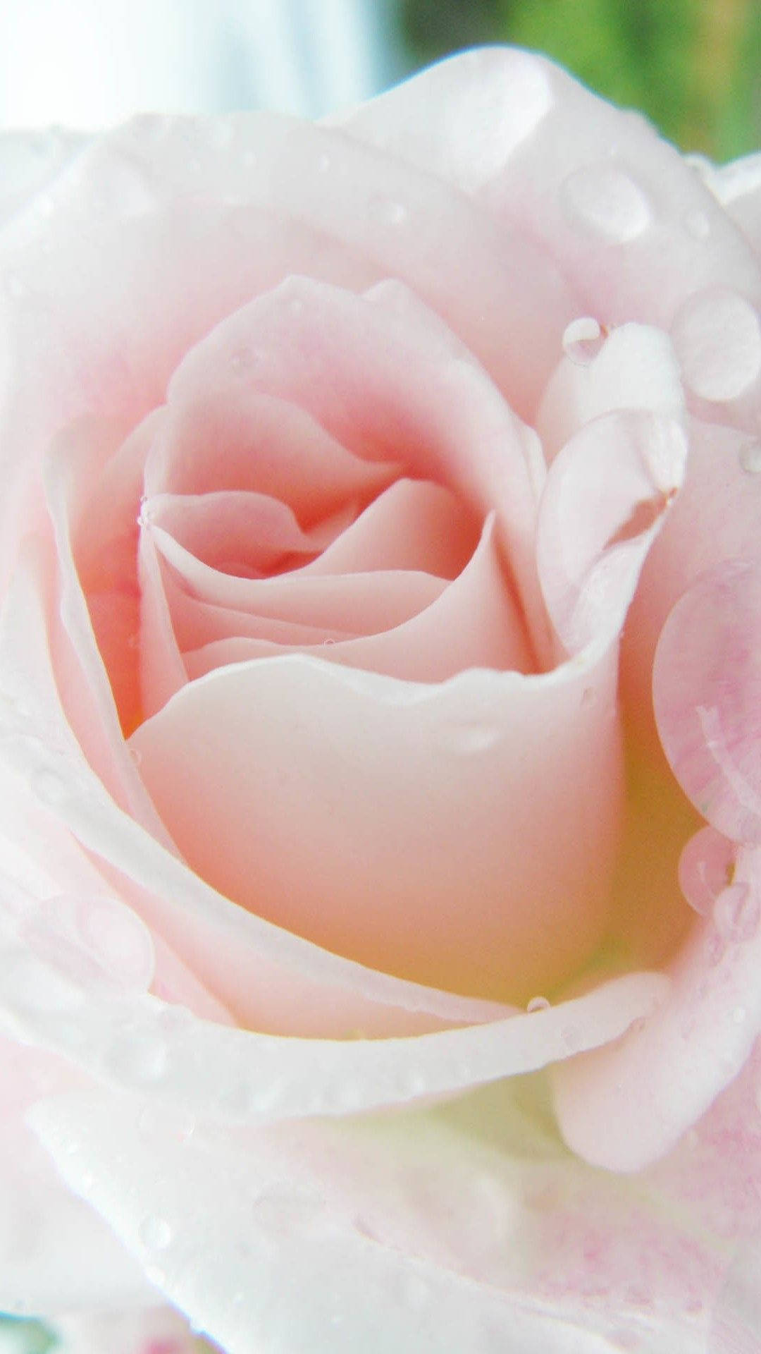 Light Pink Rose Iphone Background