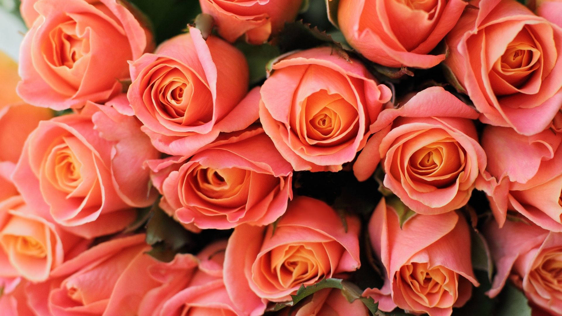 Light Pink Roses In Full Bloom Background
