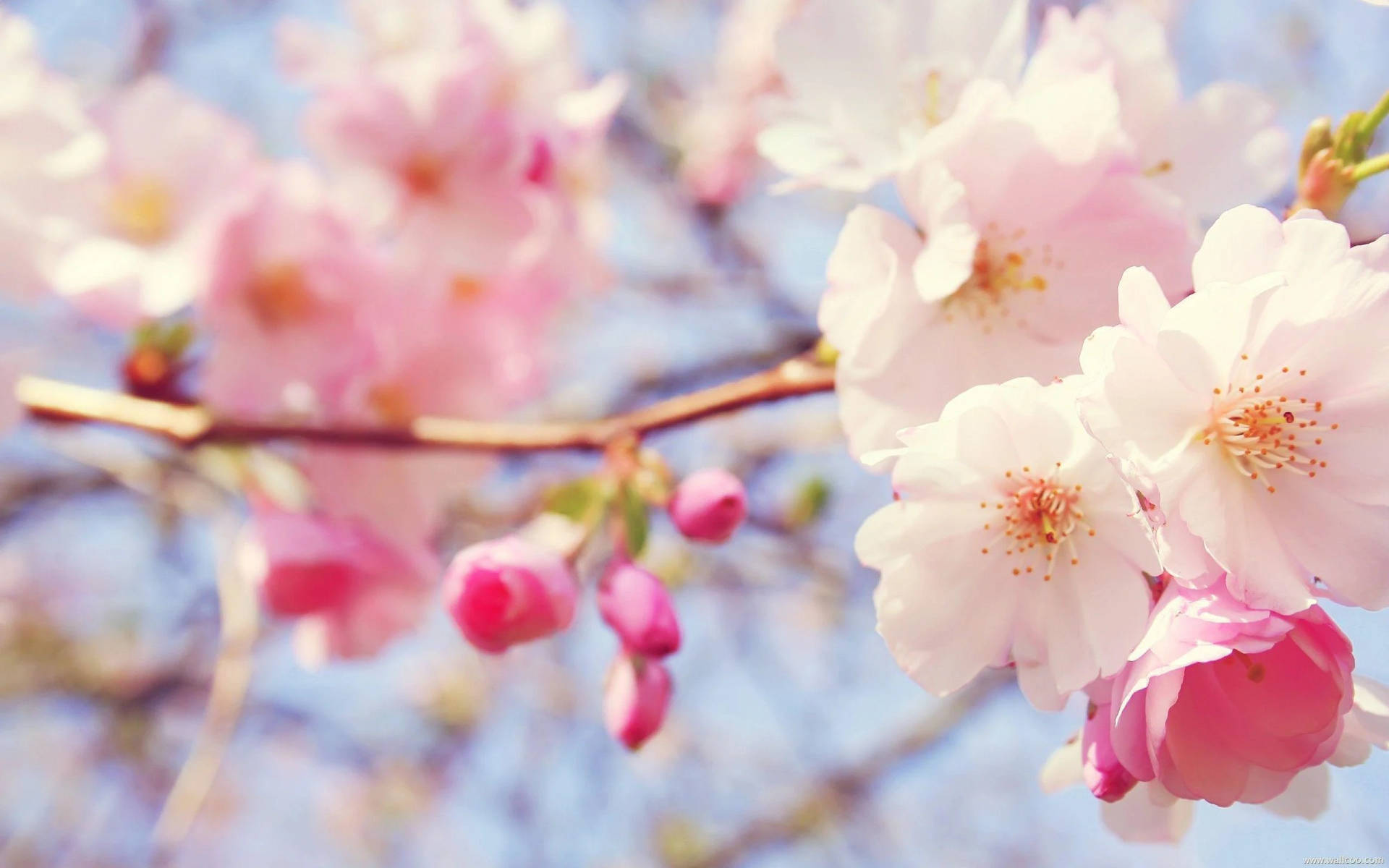 Light Pink Spring Flowers Background