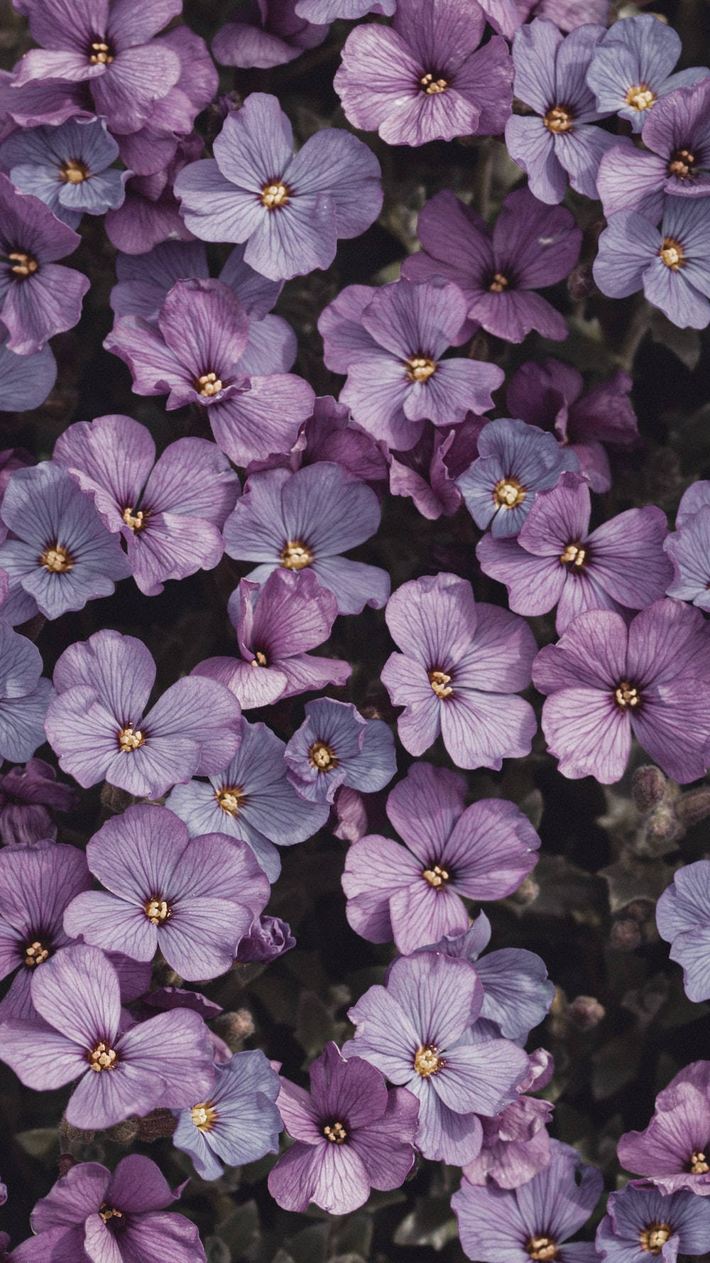 Light Purple Aesthetic Aubrieta Flowers Background