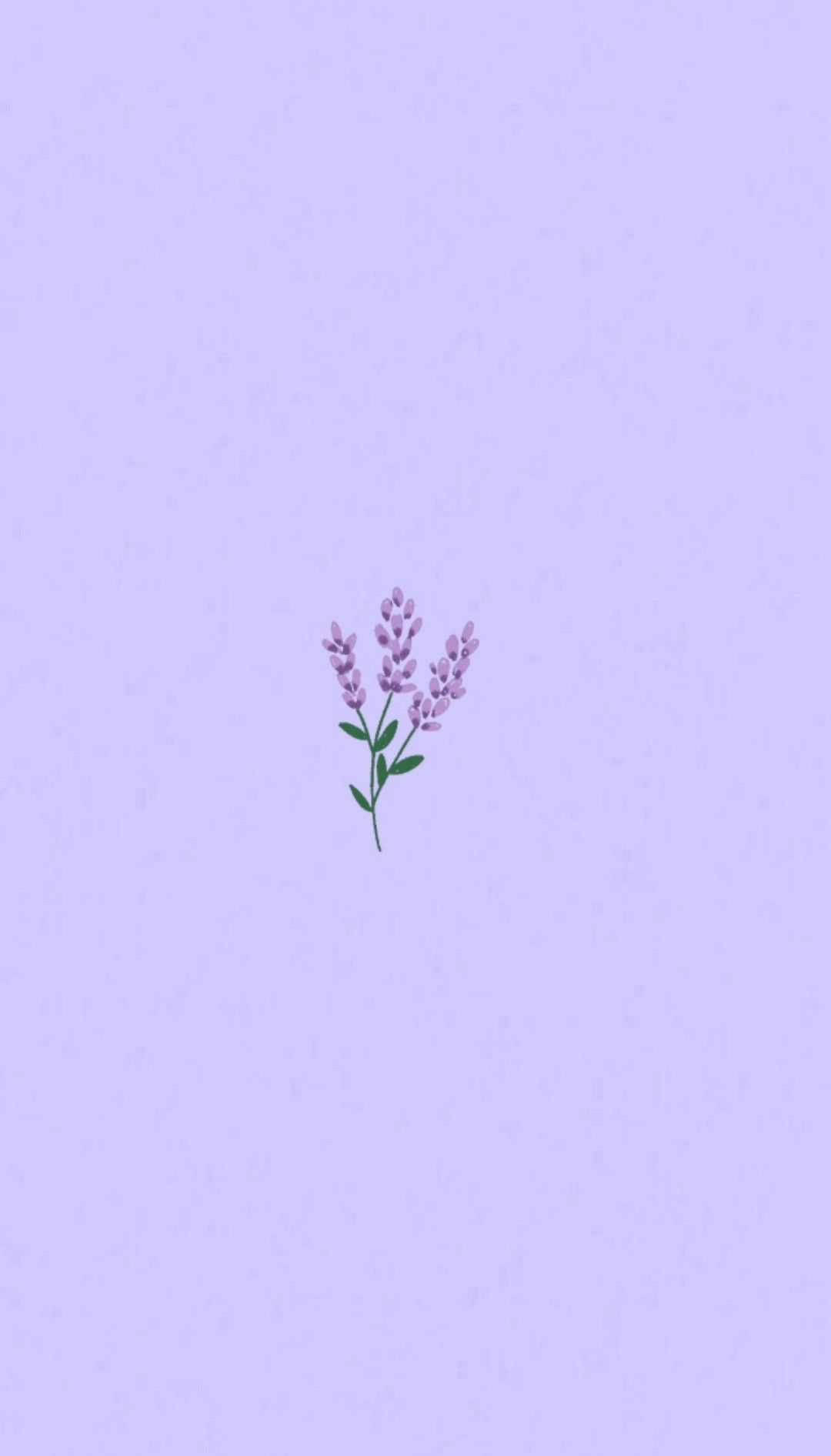 Light Purple Aesthetic Lavender Flower Background