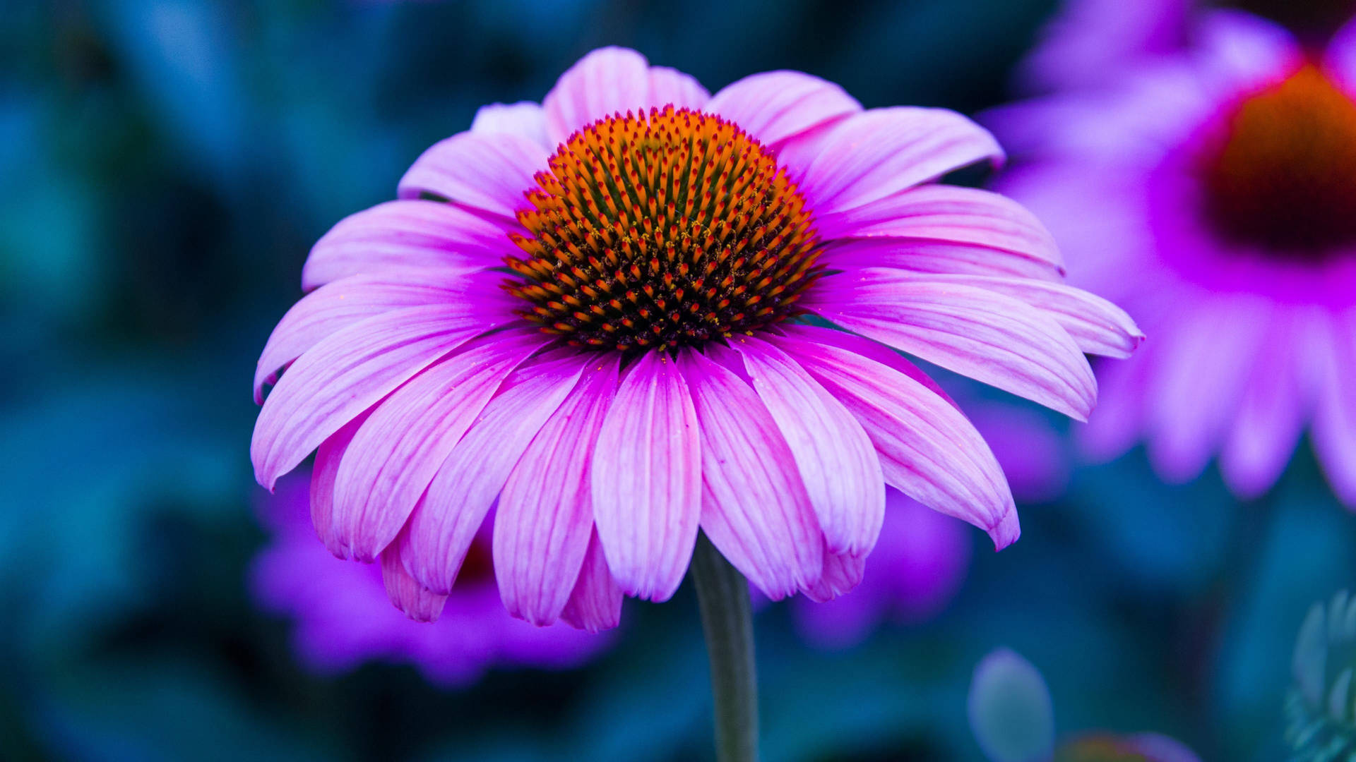 Light Purple Flower With Orange Core Background