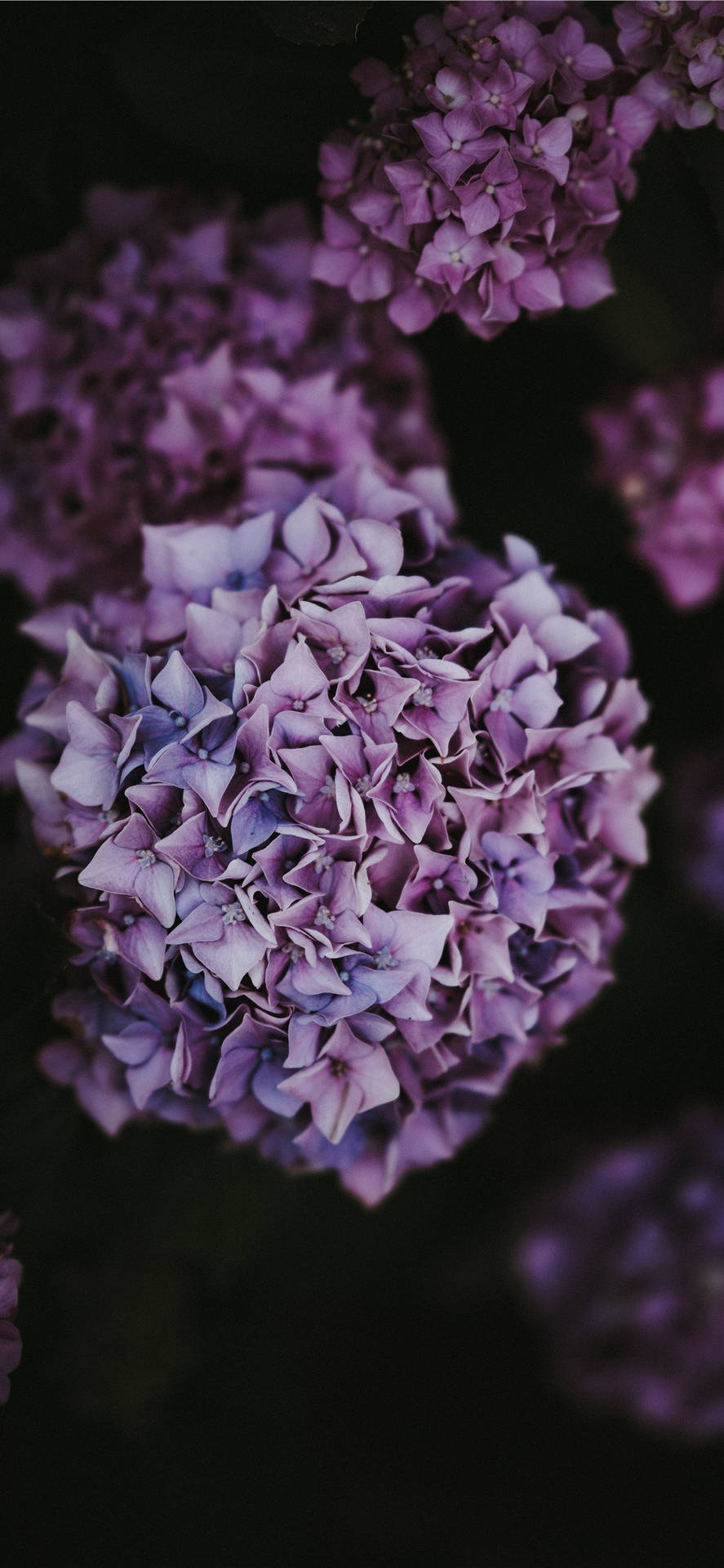 Light Purple Hydrangea Flower Close Up Background