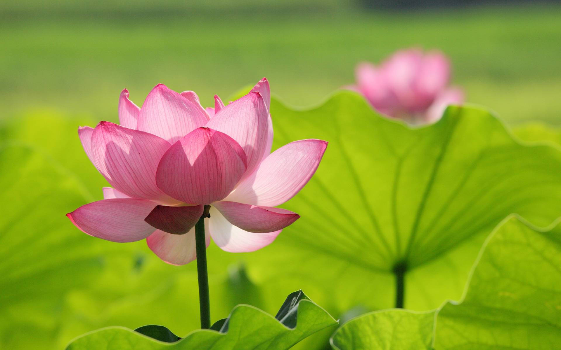 Light Purple Lotus Blossoming