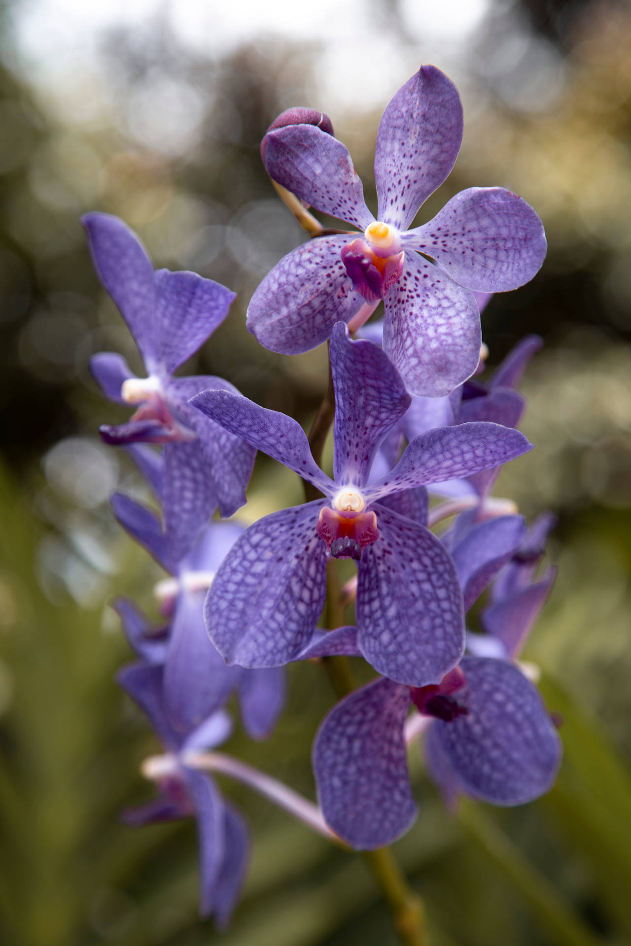 Light Purple Orchid Background