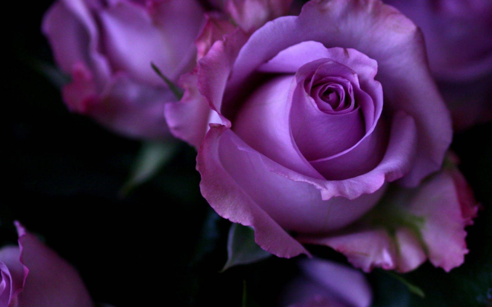 Light Purple Roses Close Up Background