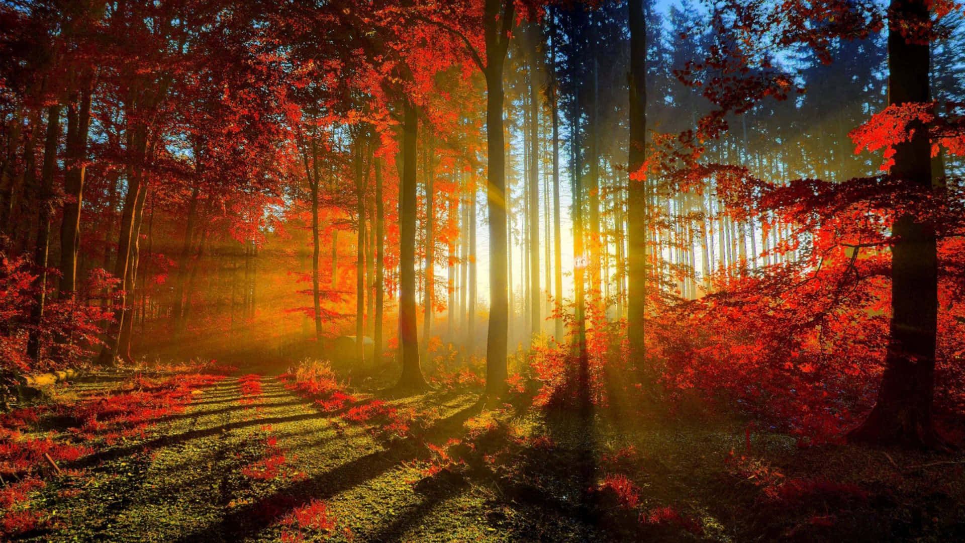 Light Seeping Through Cute Autumn Forest Background