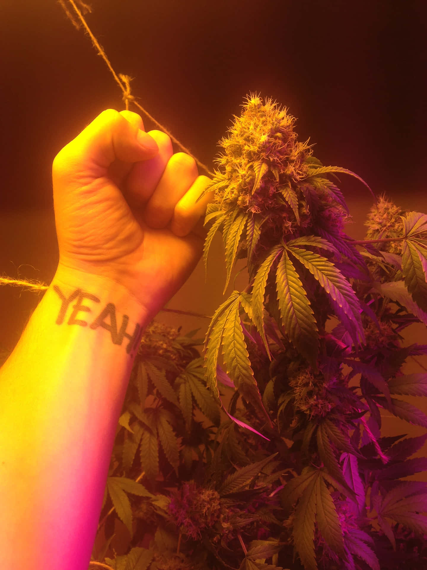 Light Up Your Day With A Weed-blunt Background