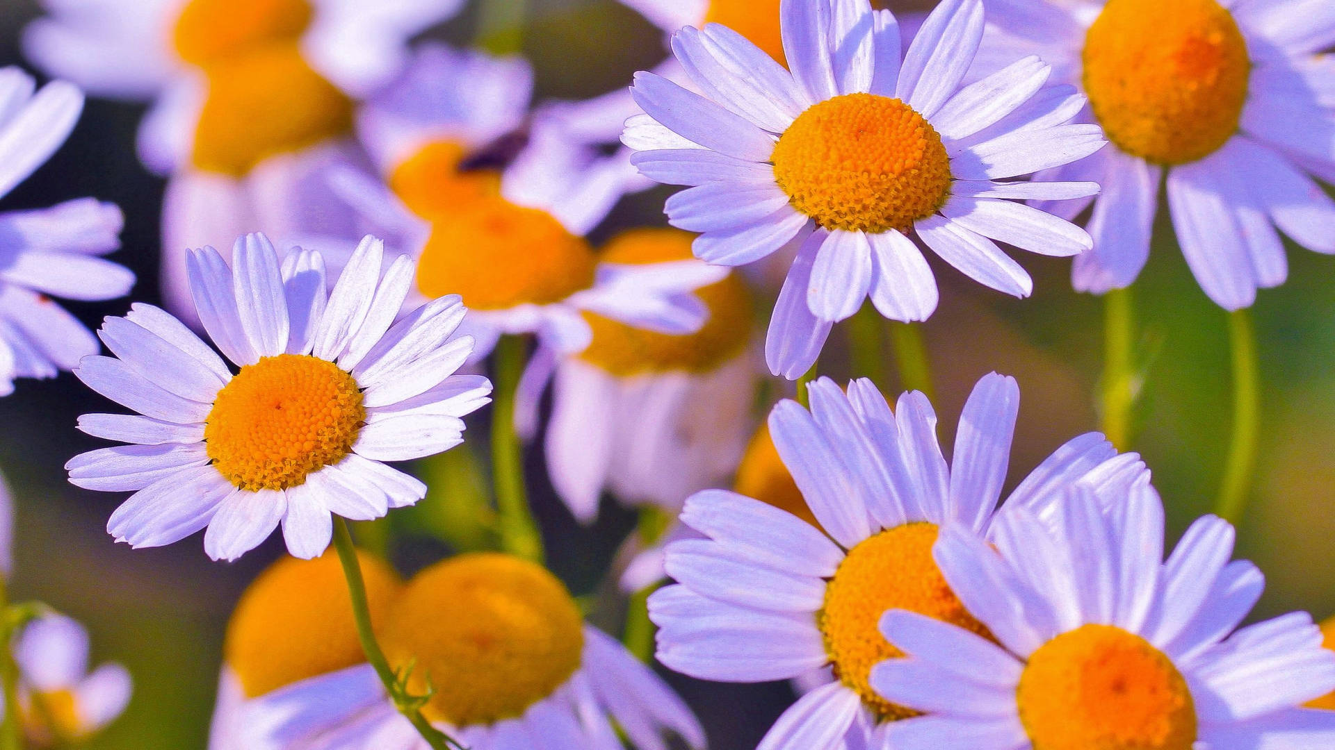 Light Violet Daisy Aesthetic Background