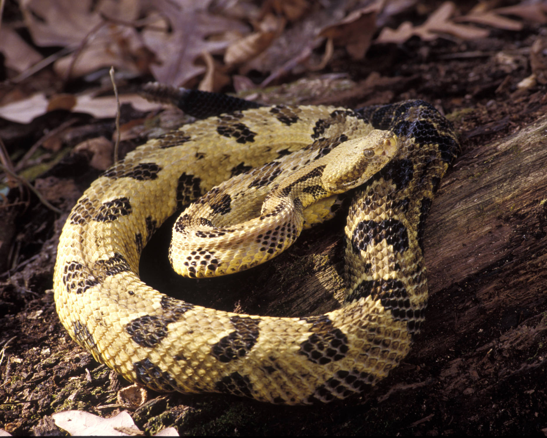 Light Yellow Brown Timber Rattler Snake Background