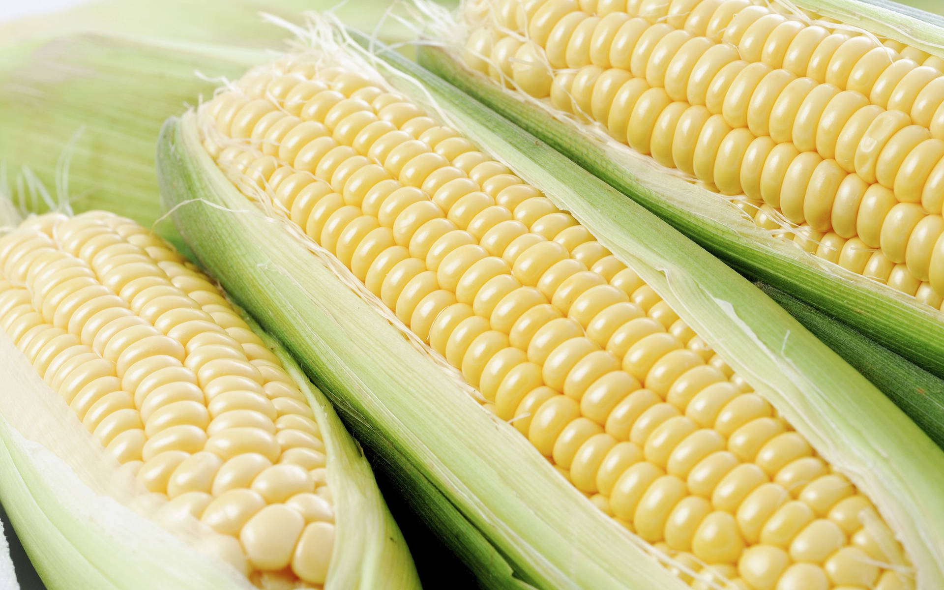 Light Yellow Corns Background