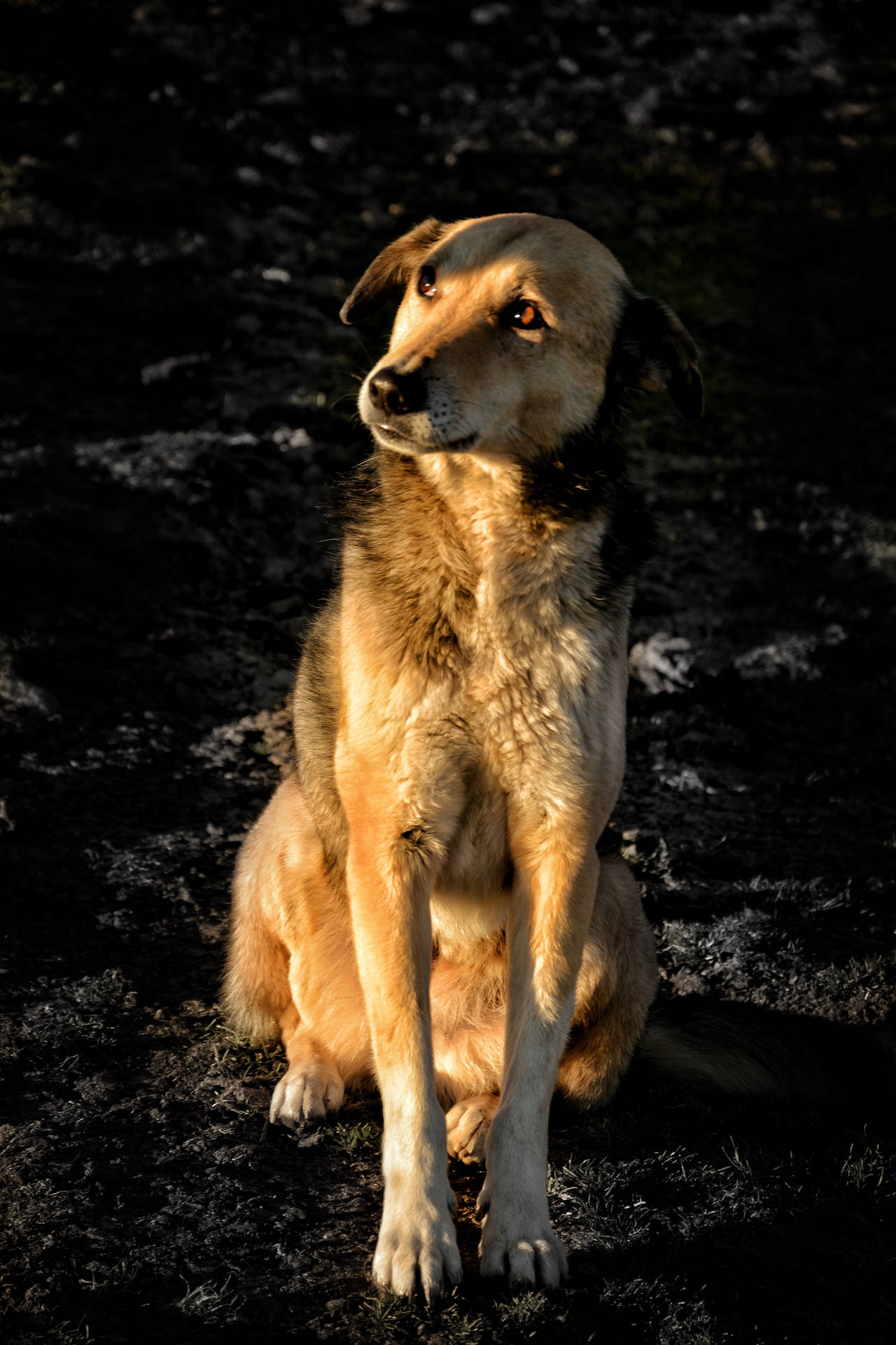 Lighted Brown Adult Dog Background