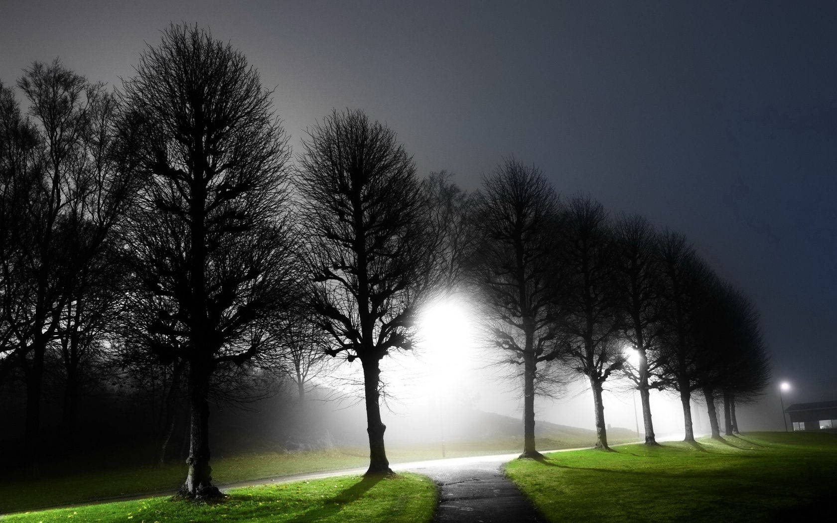 Lighted Tree Avenue Night