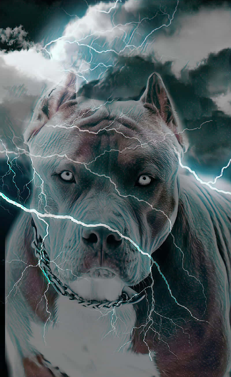 Lightning Black Dog Pitbull Background