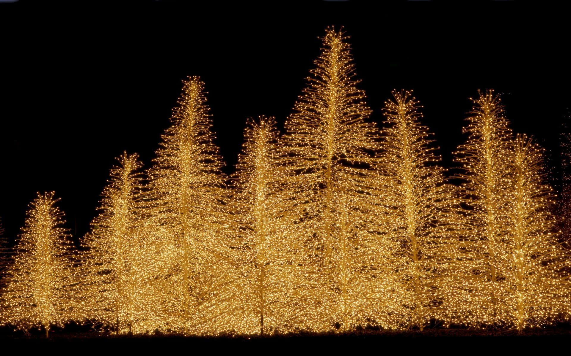 Lights Pine Trees Yellow Glimmering