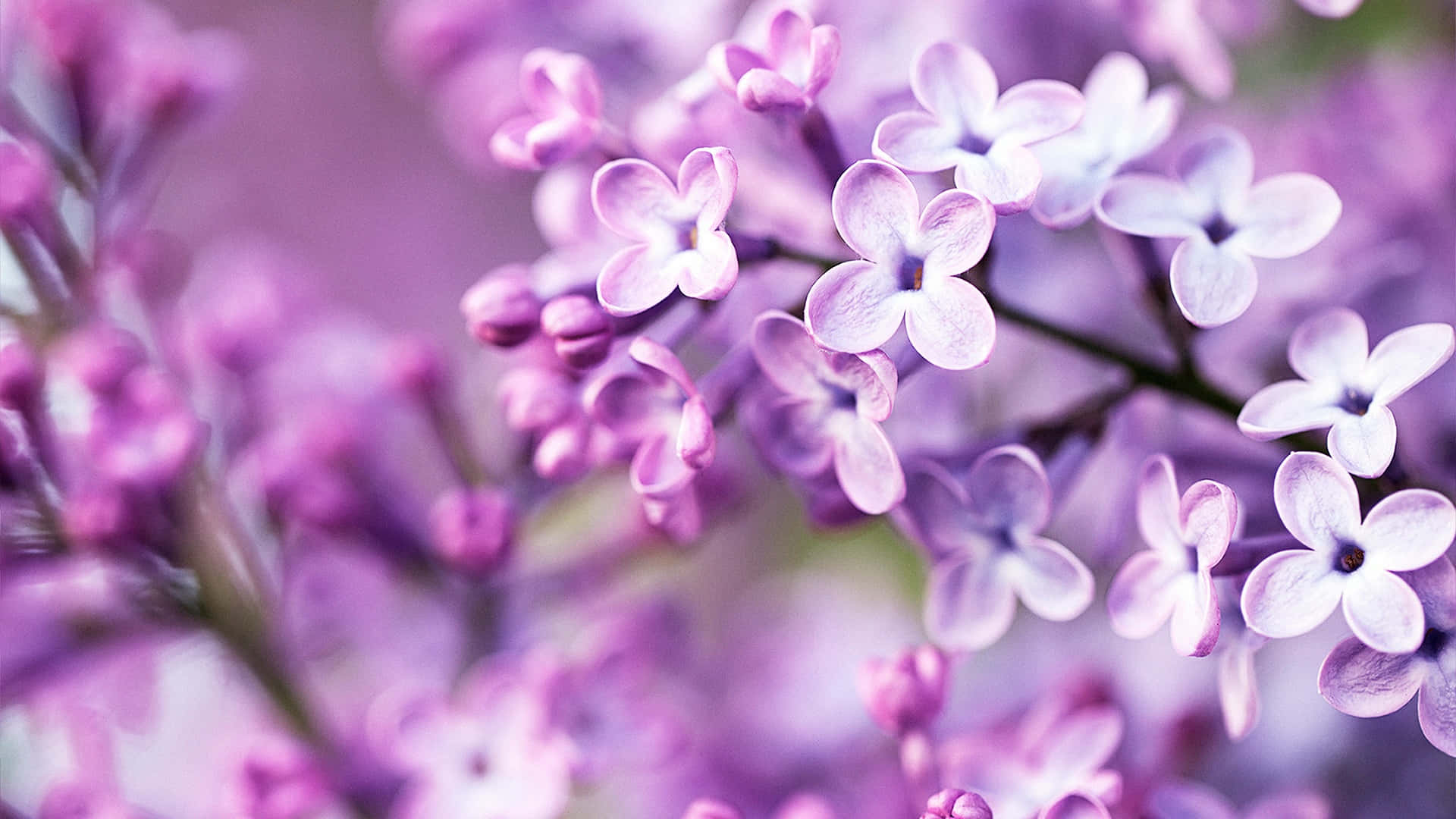 Lila Flowers In The Spring Background