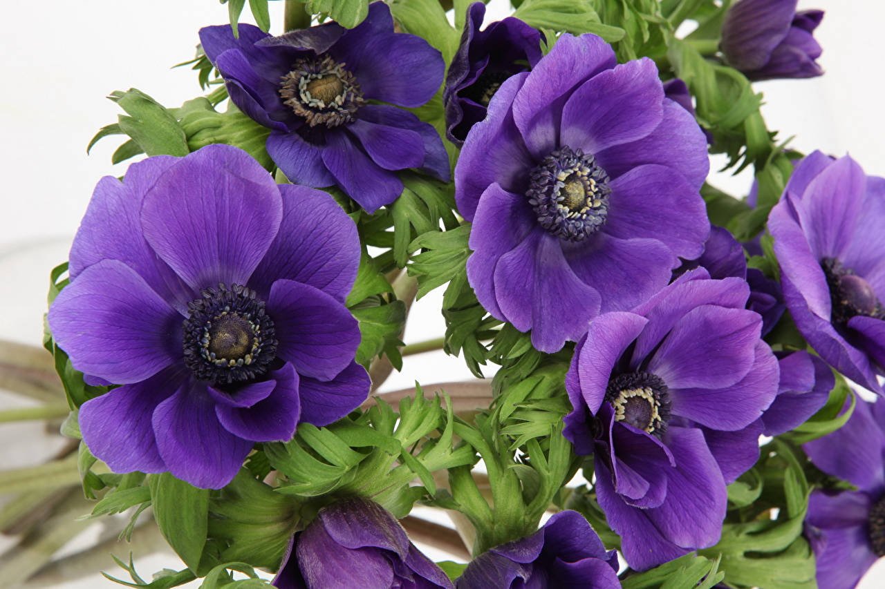 Lilac Anemone Flowers