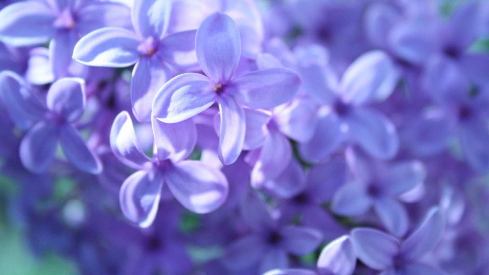 Lilac Bush Of Purple Flowers