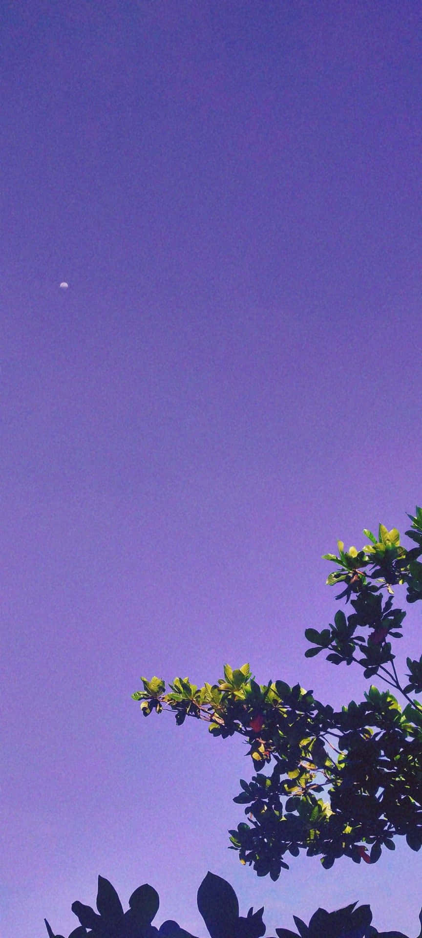 Lilac Color Sky With Leaves