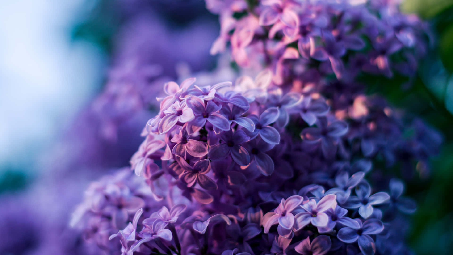 Lilac Flower Blue Purple Desktop Background