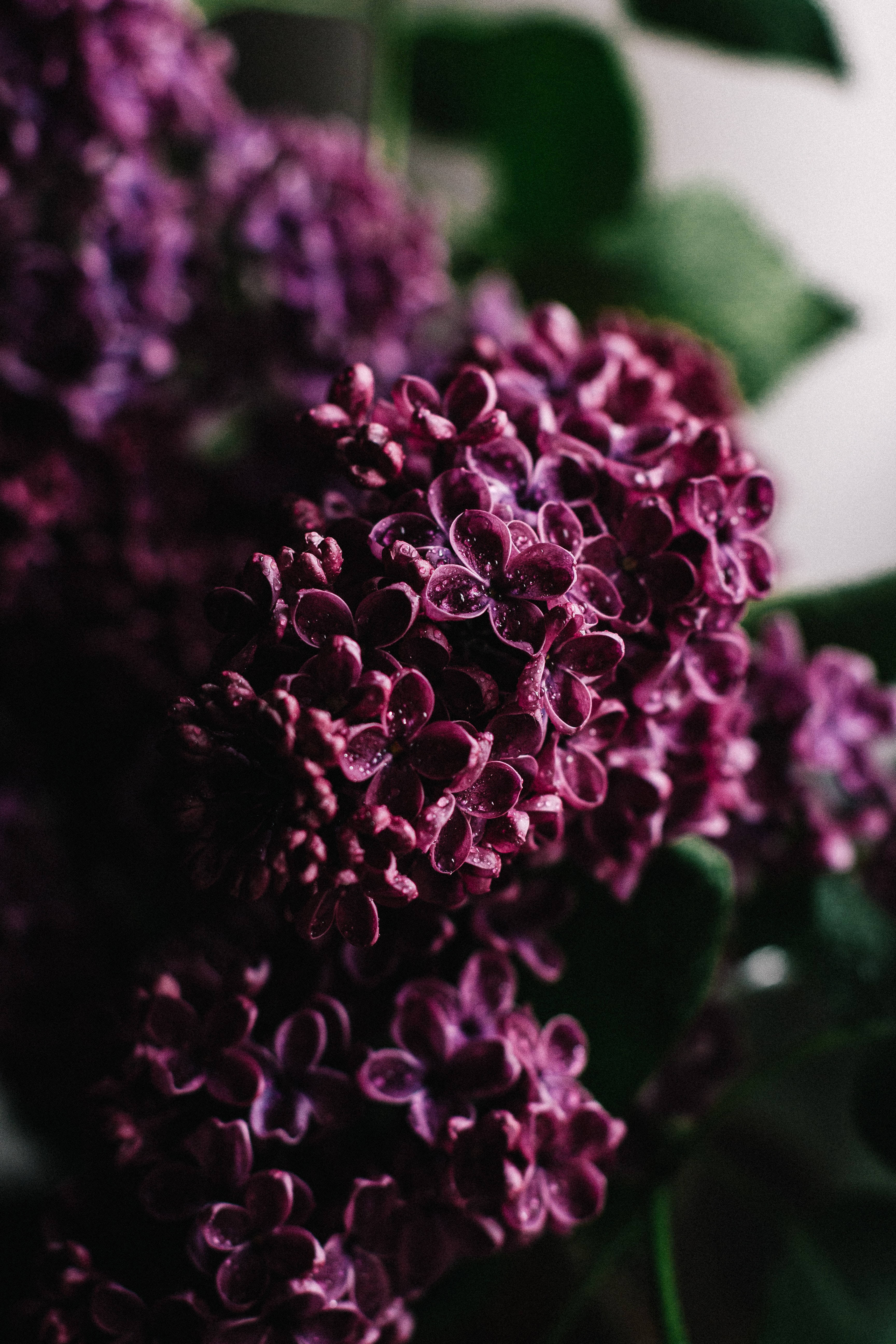 Lilac Flower Dark Purple Iphone Background