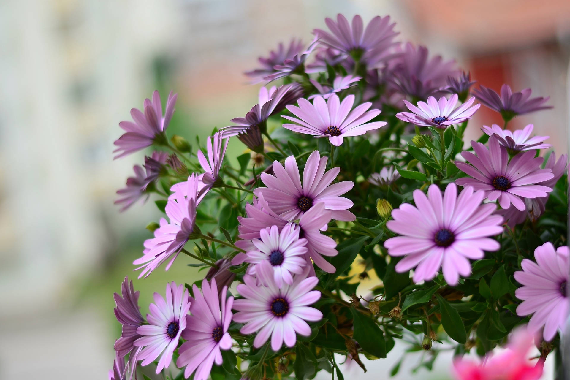 Lilac Flowers Background