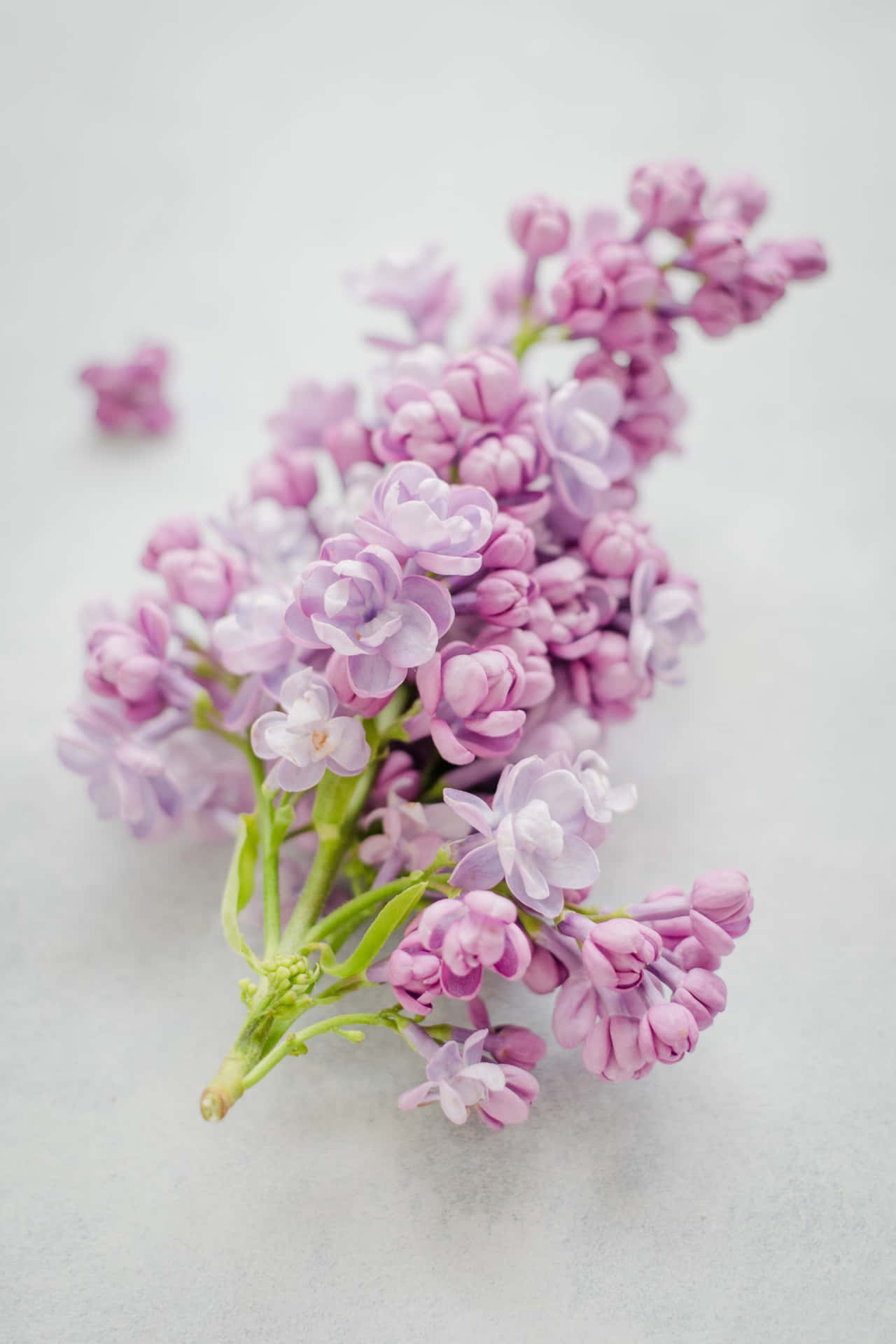 Lilac Flowers Nature Android Hd Background
