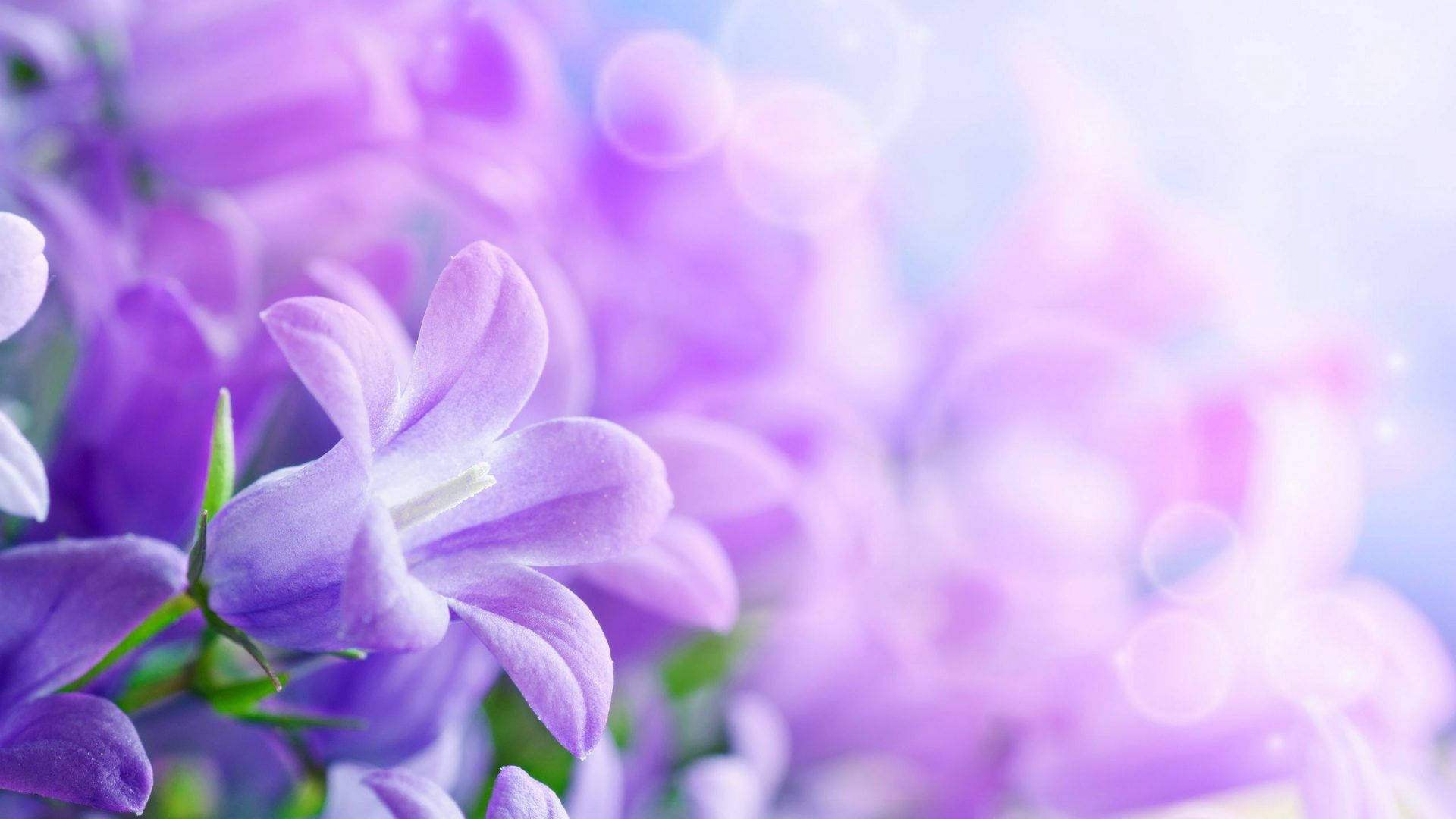 Lilac Light Purple Flowers Art Background