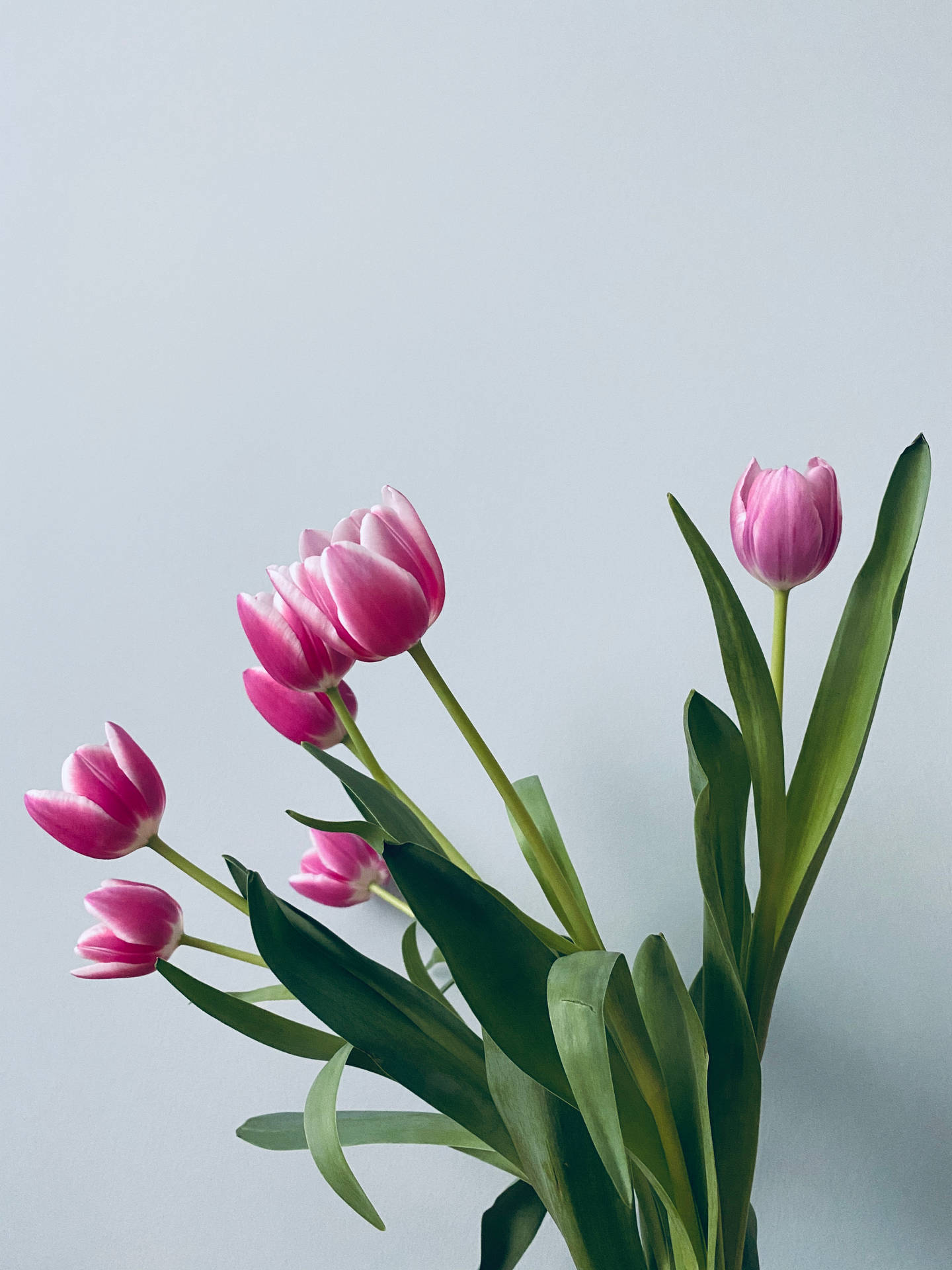 Lilac Tulips Mobile Background