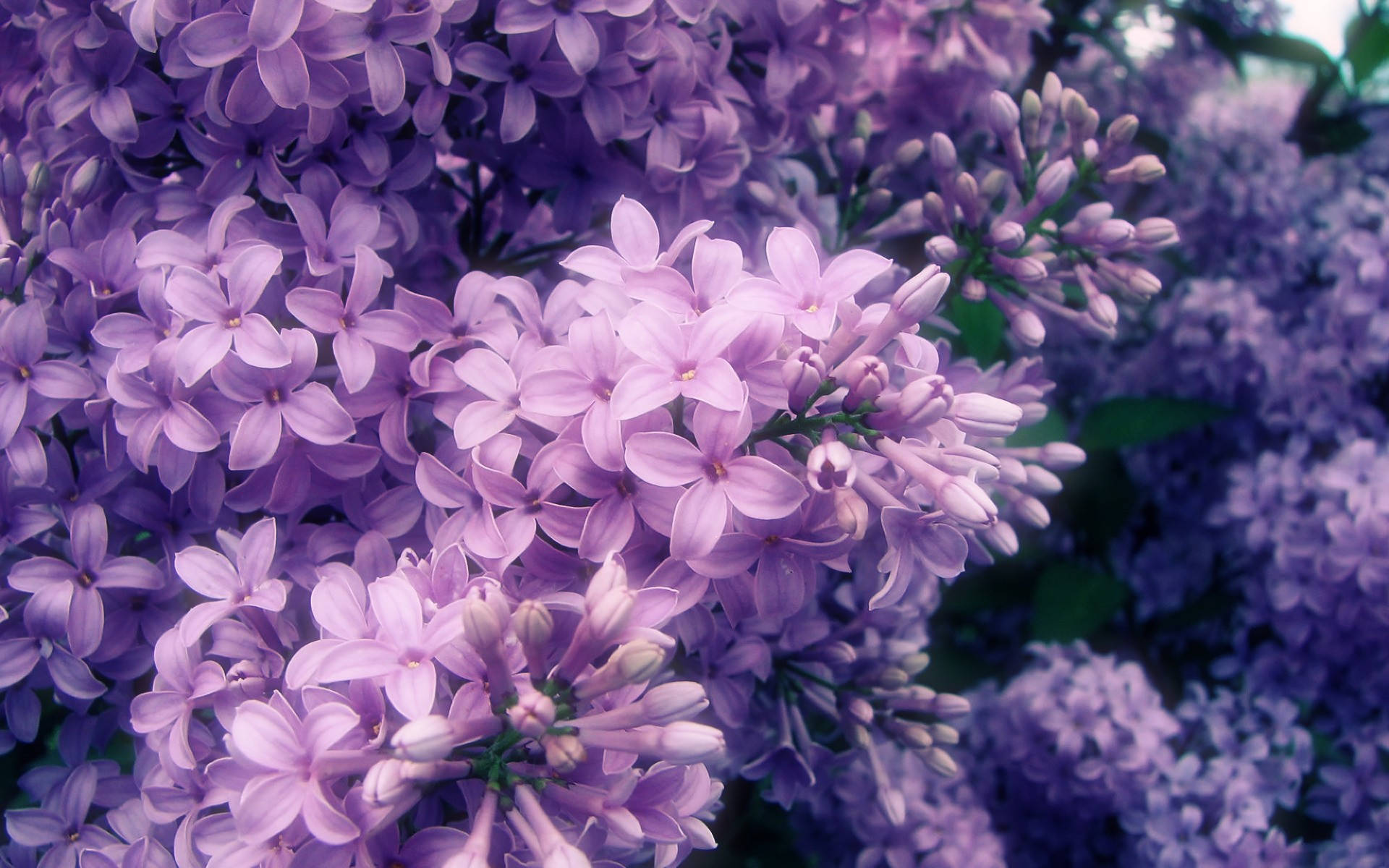 Lilacs Purple Flowers Soft Focus Shot