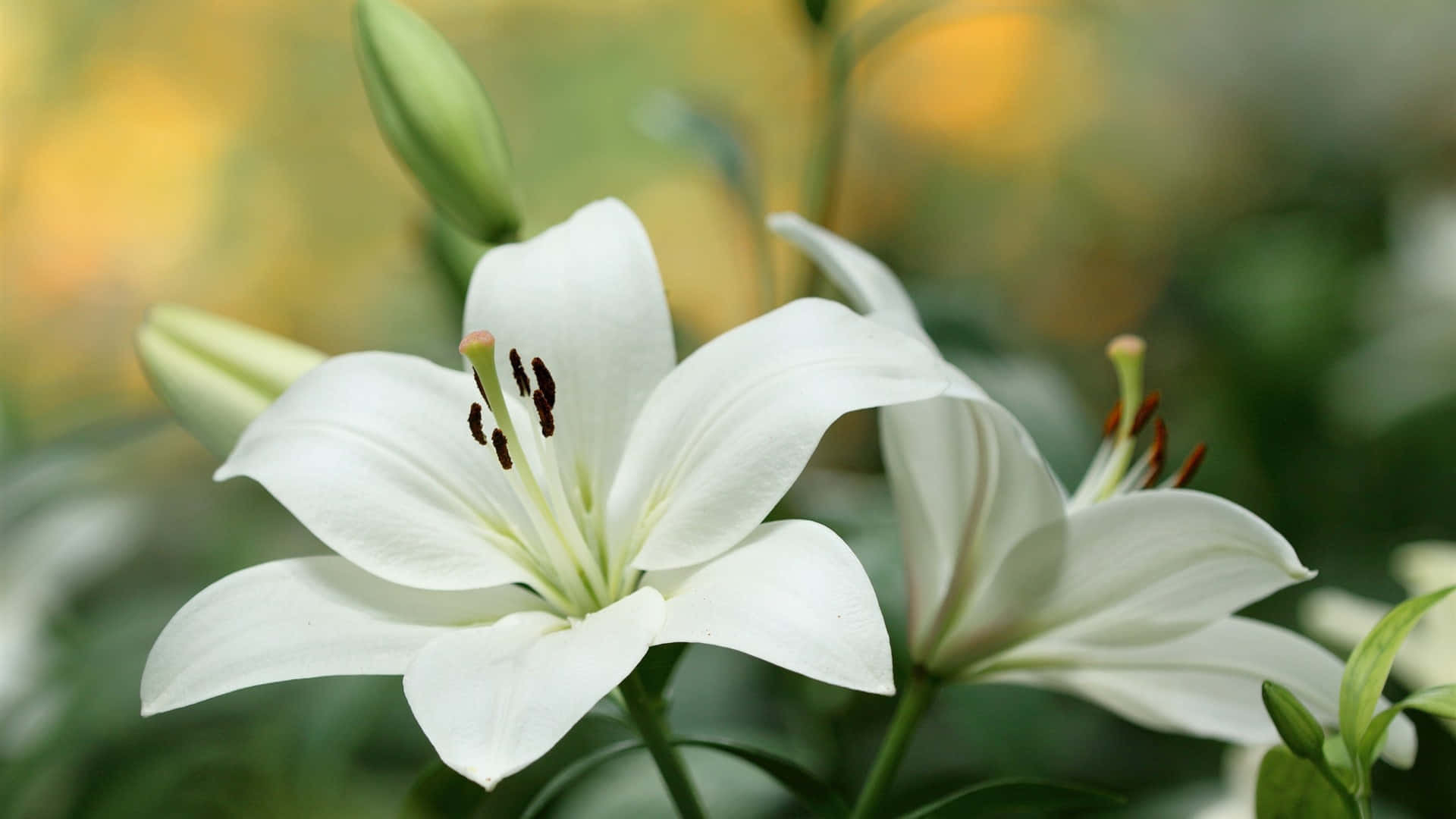 Lily Flower In Close-up Background