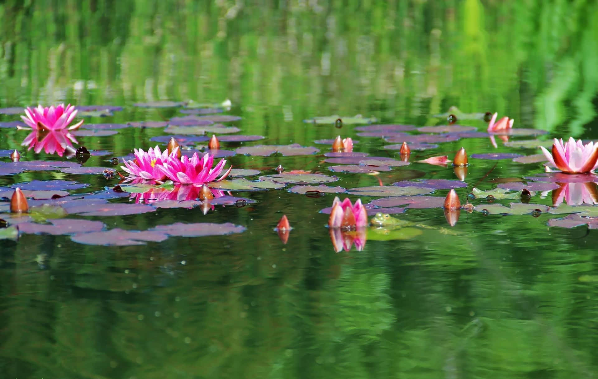 Lily In The Pond Background