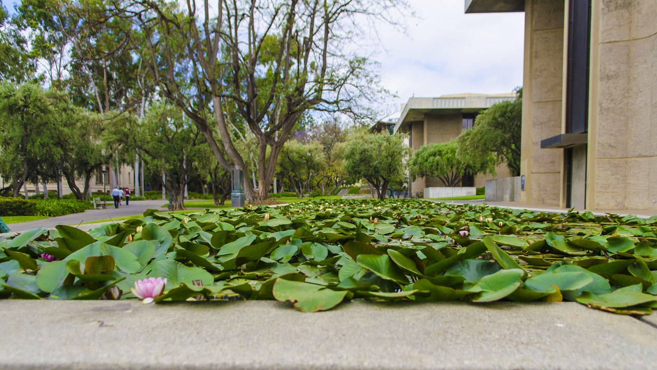 Lily Pads At Caltech Background