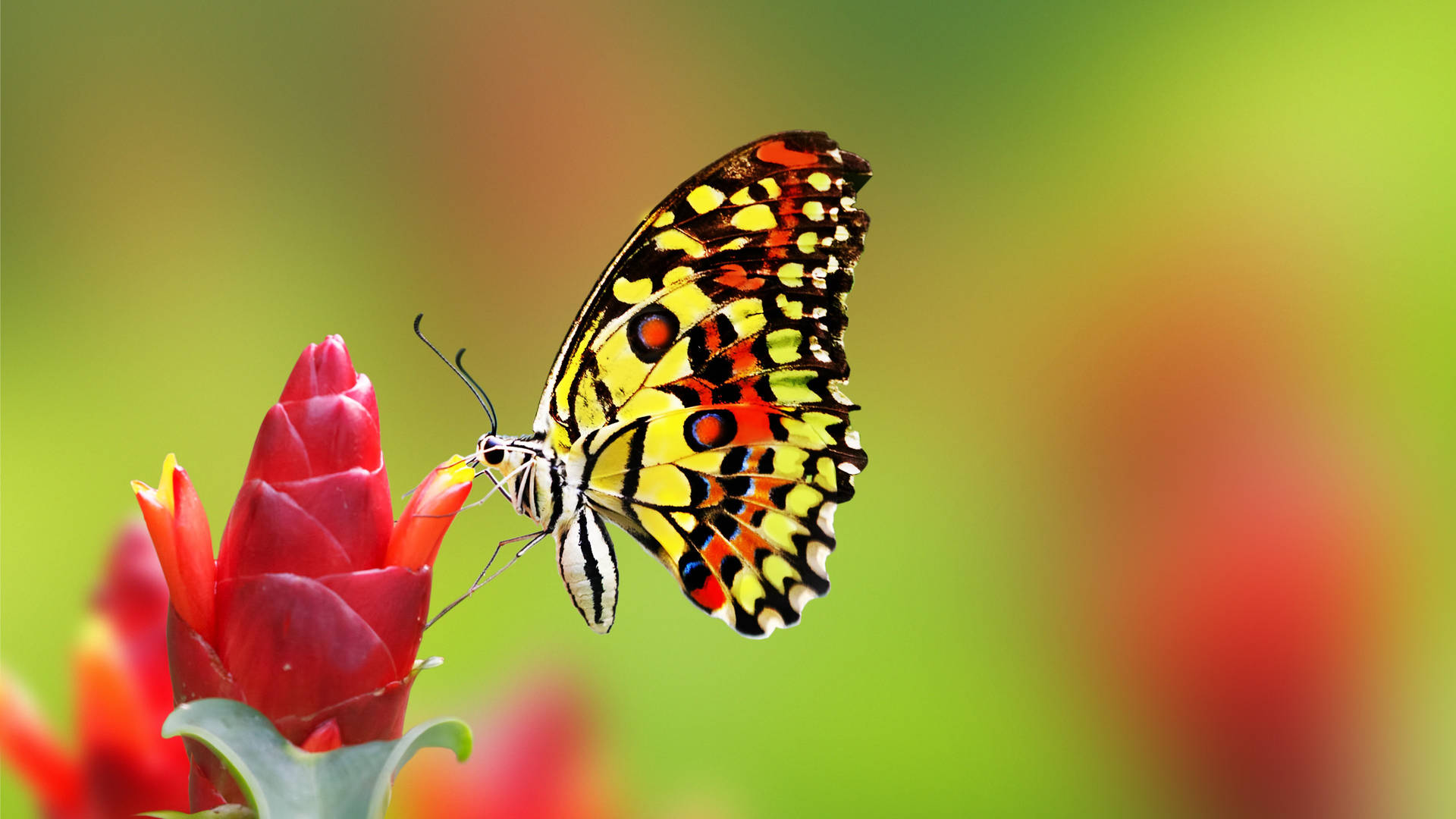 Lime Butterfly On Flower Petals