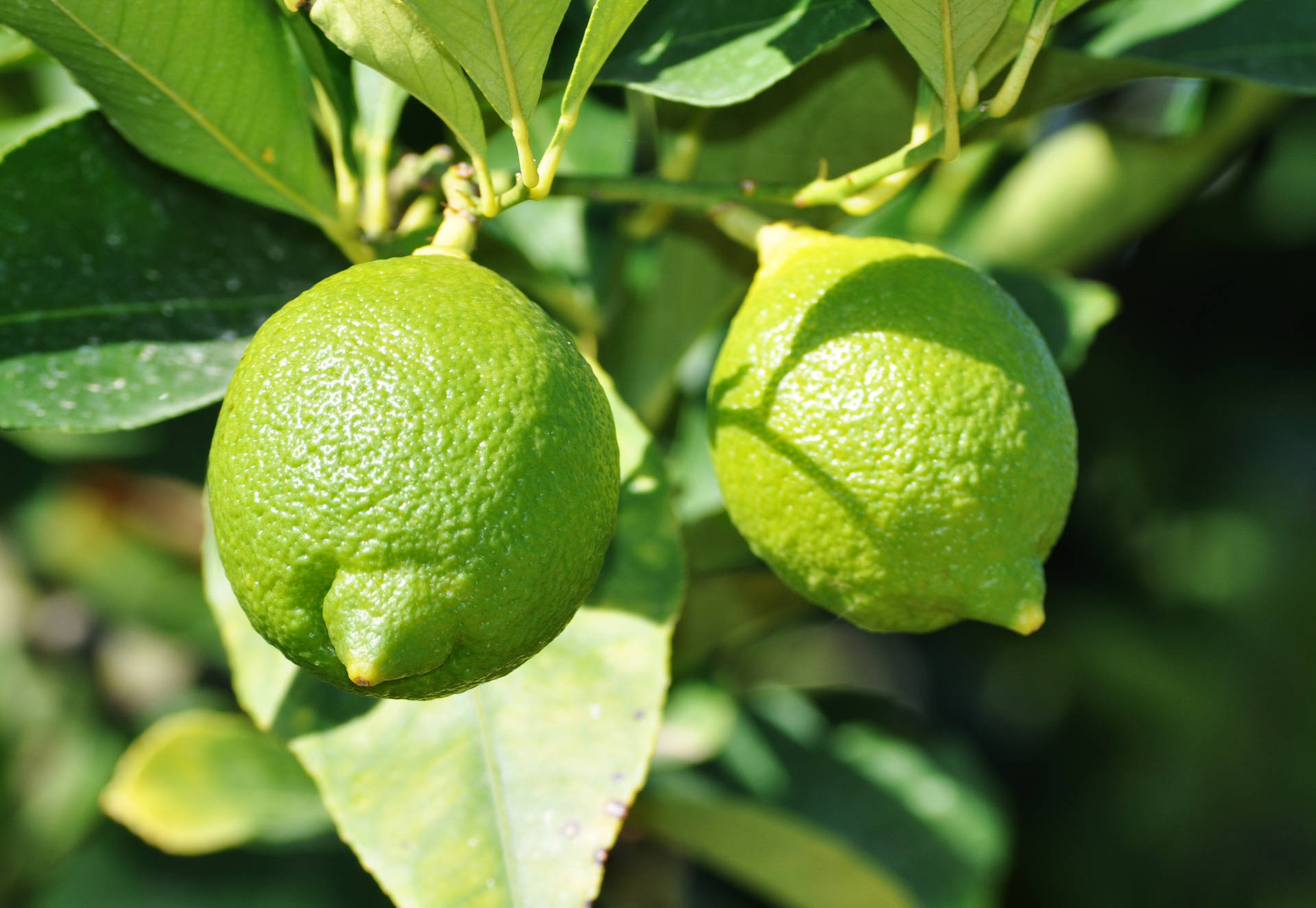 Lime Fruits In A Tree Background