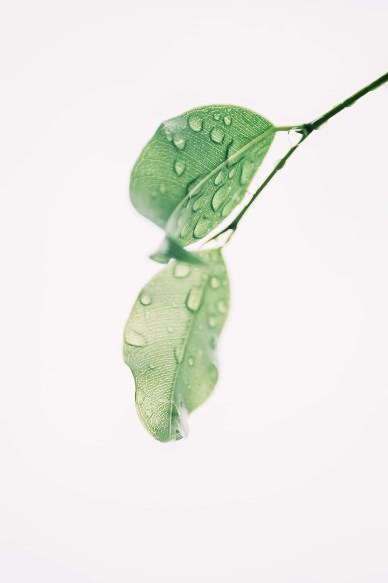 Lime Green Aesthetic Leaf Water Droplets Background