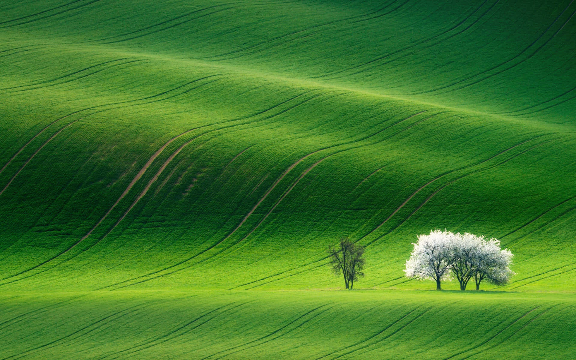 Lime Green Aesthetic Open Field Background