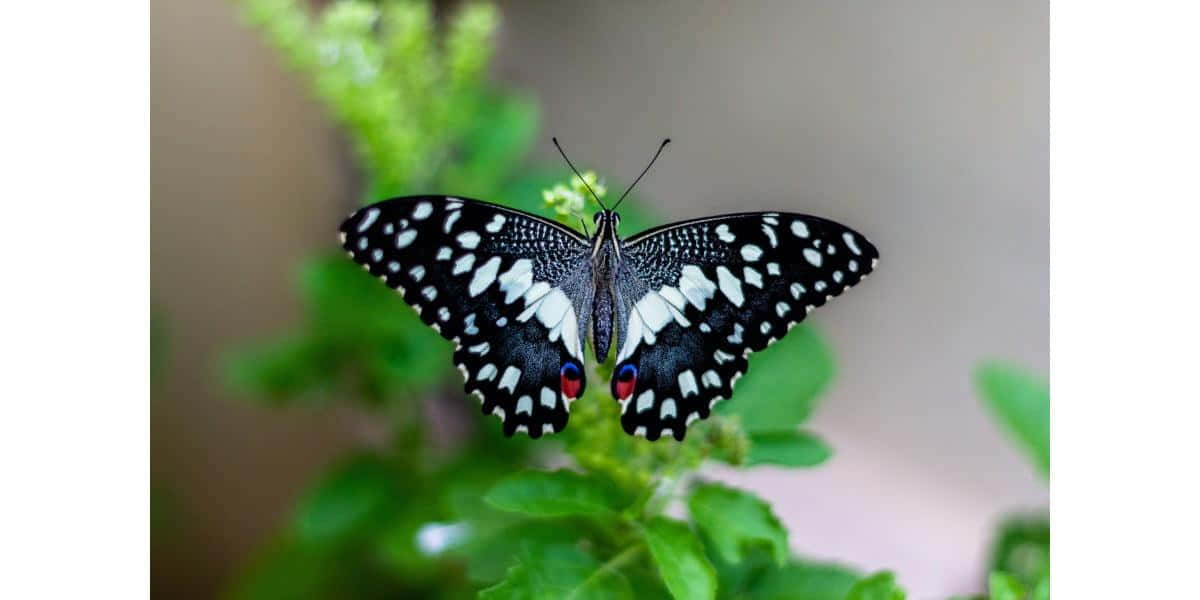 Lime Swallowtail Butterflyon Greenery
