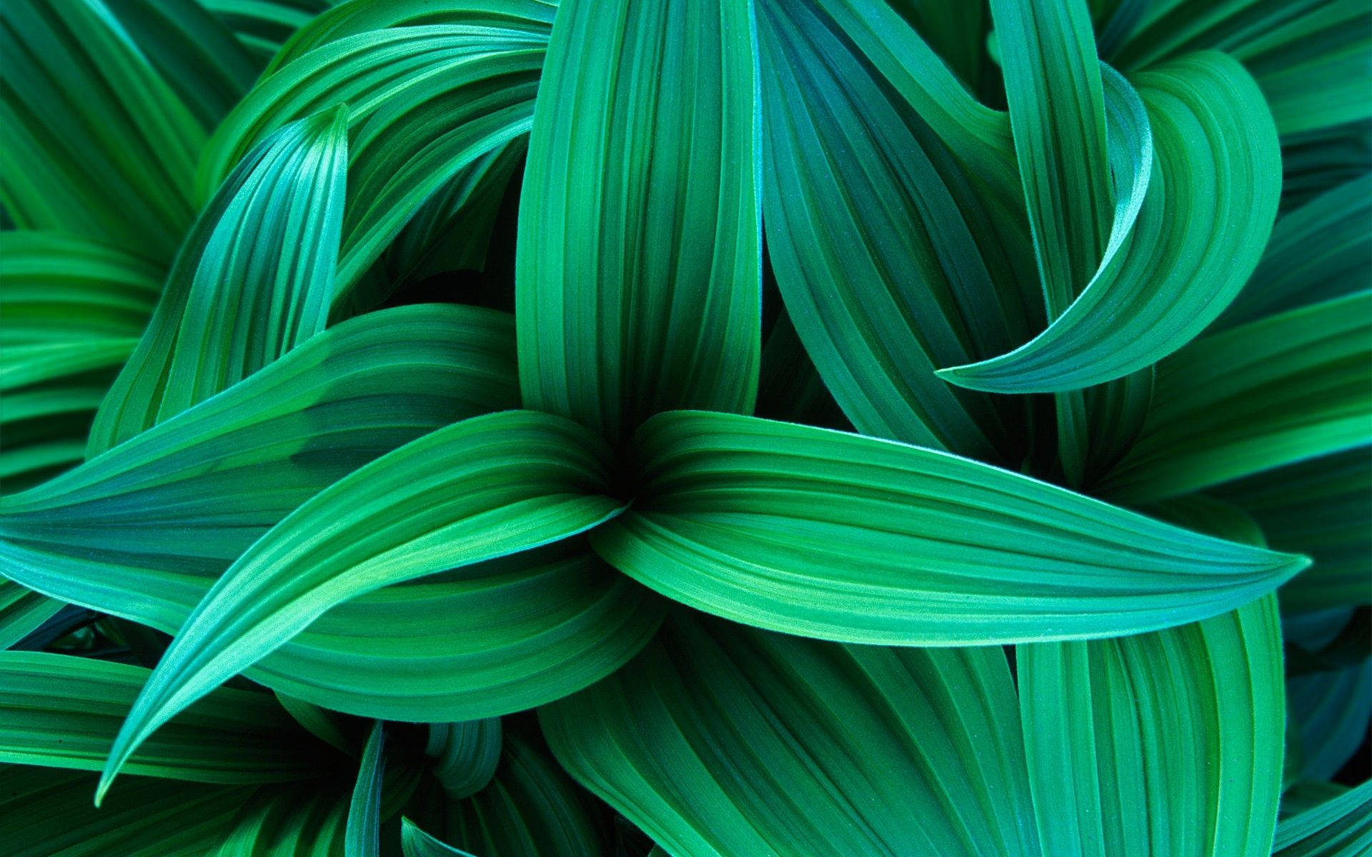 Linear Green Plant Background