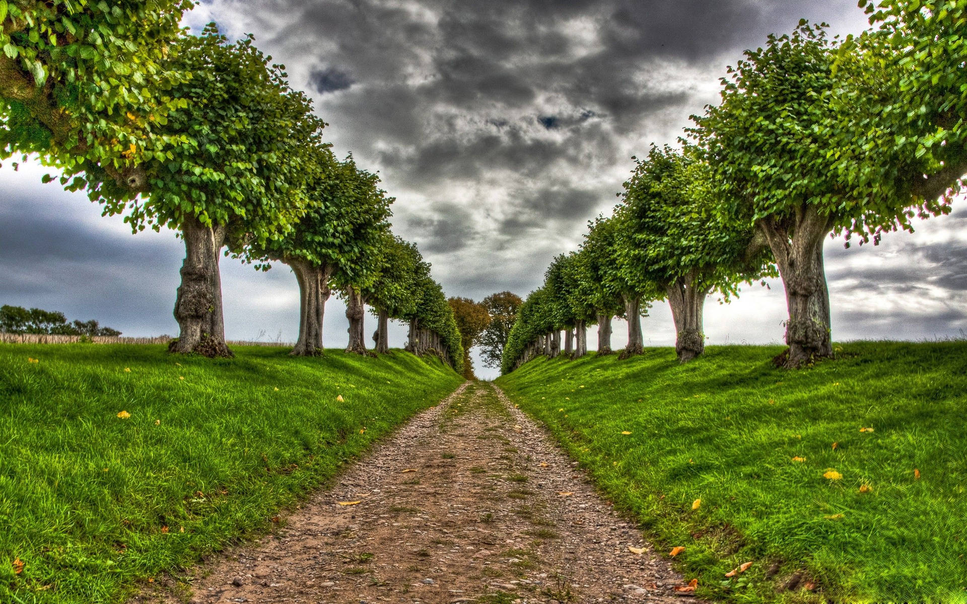 Lined-up Trees Nature Computer