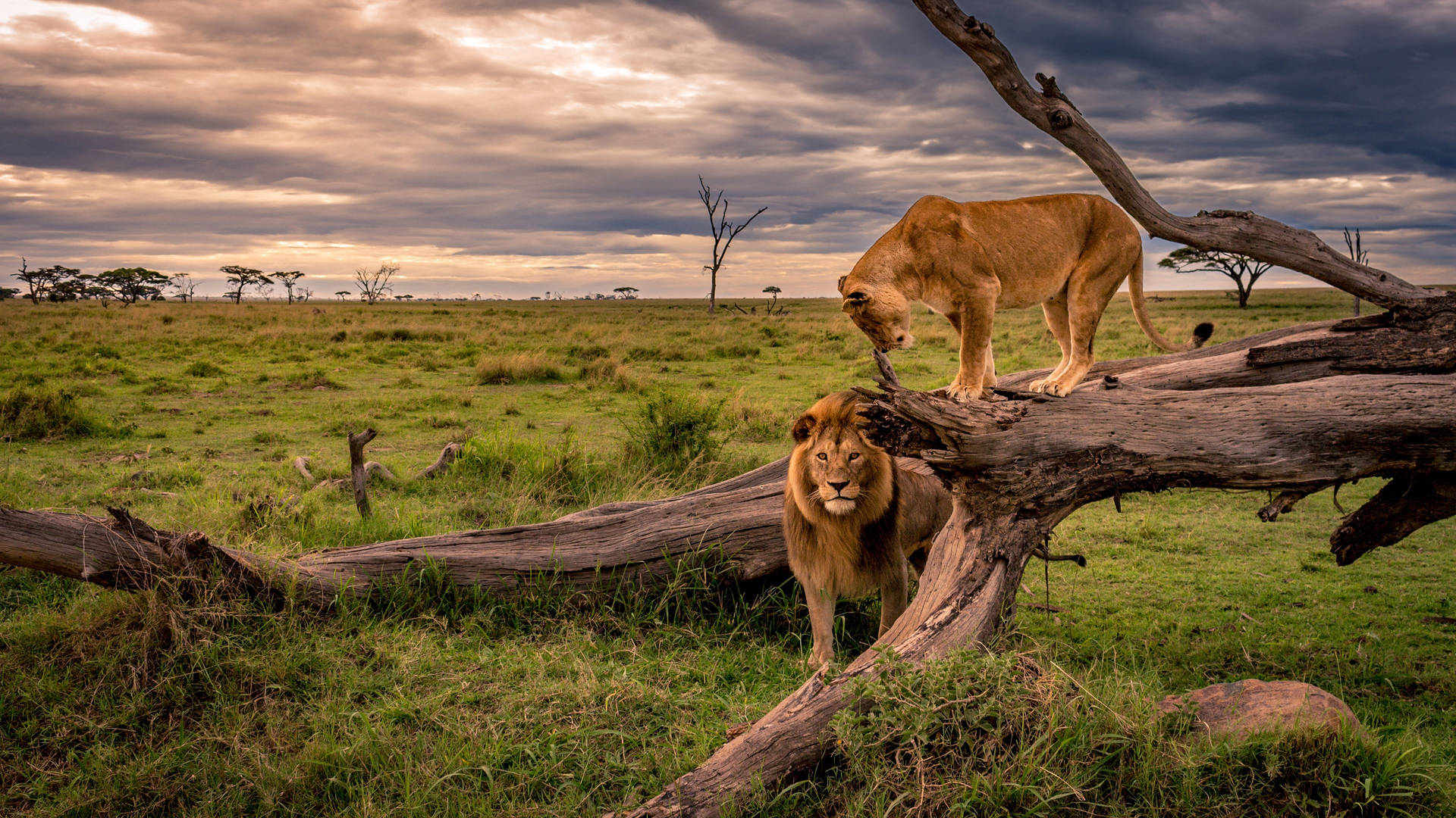 Lion And Lioness Africa 4k