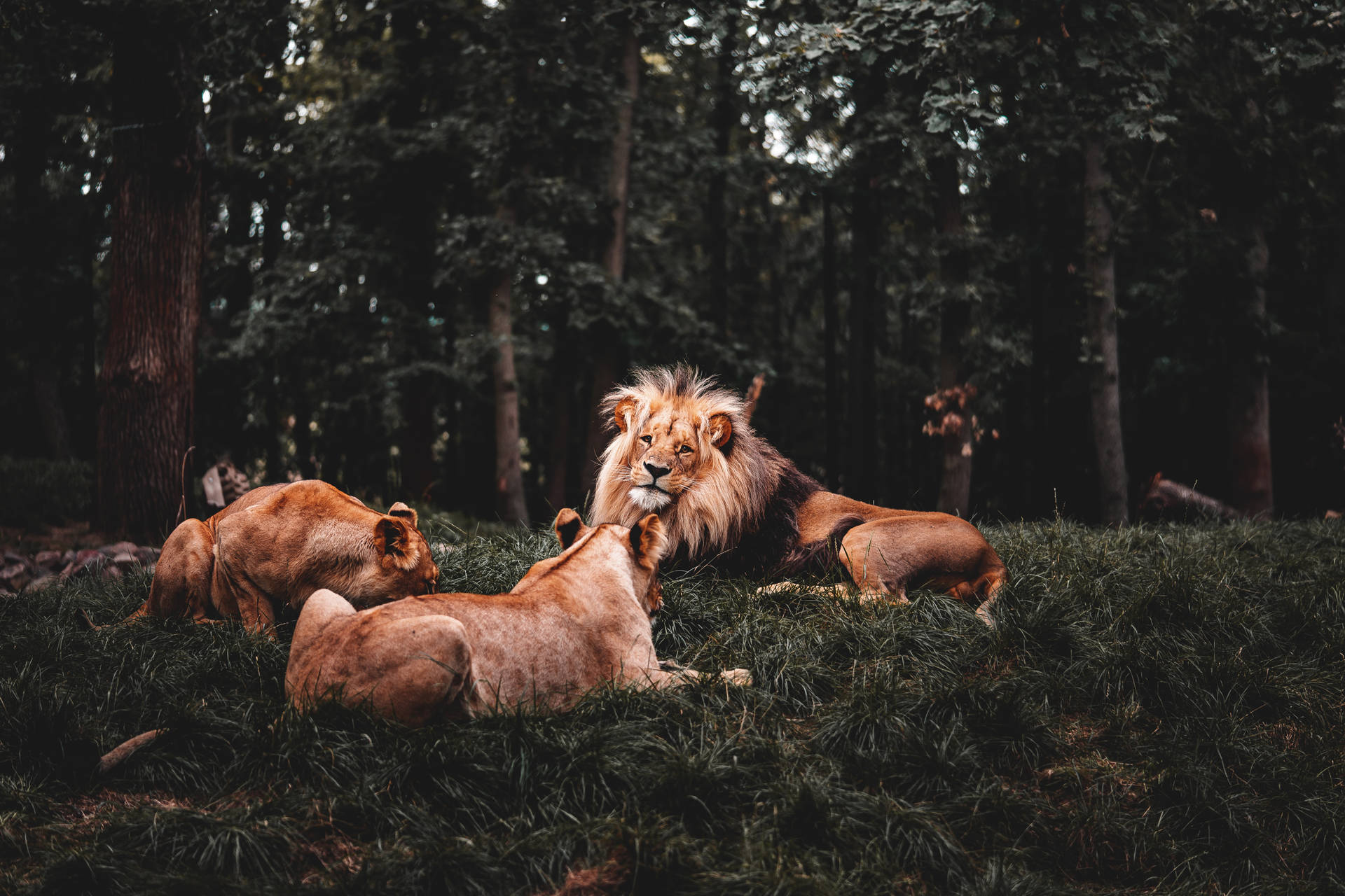Lion And Lionesses Wild Animal Background