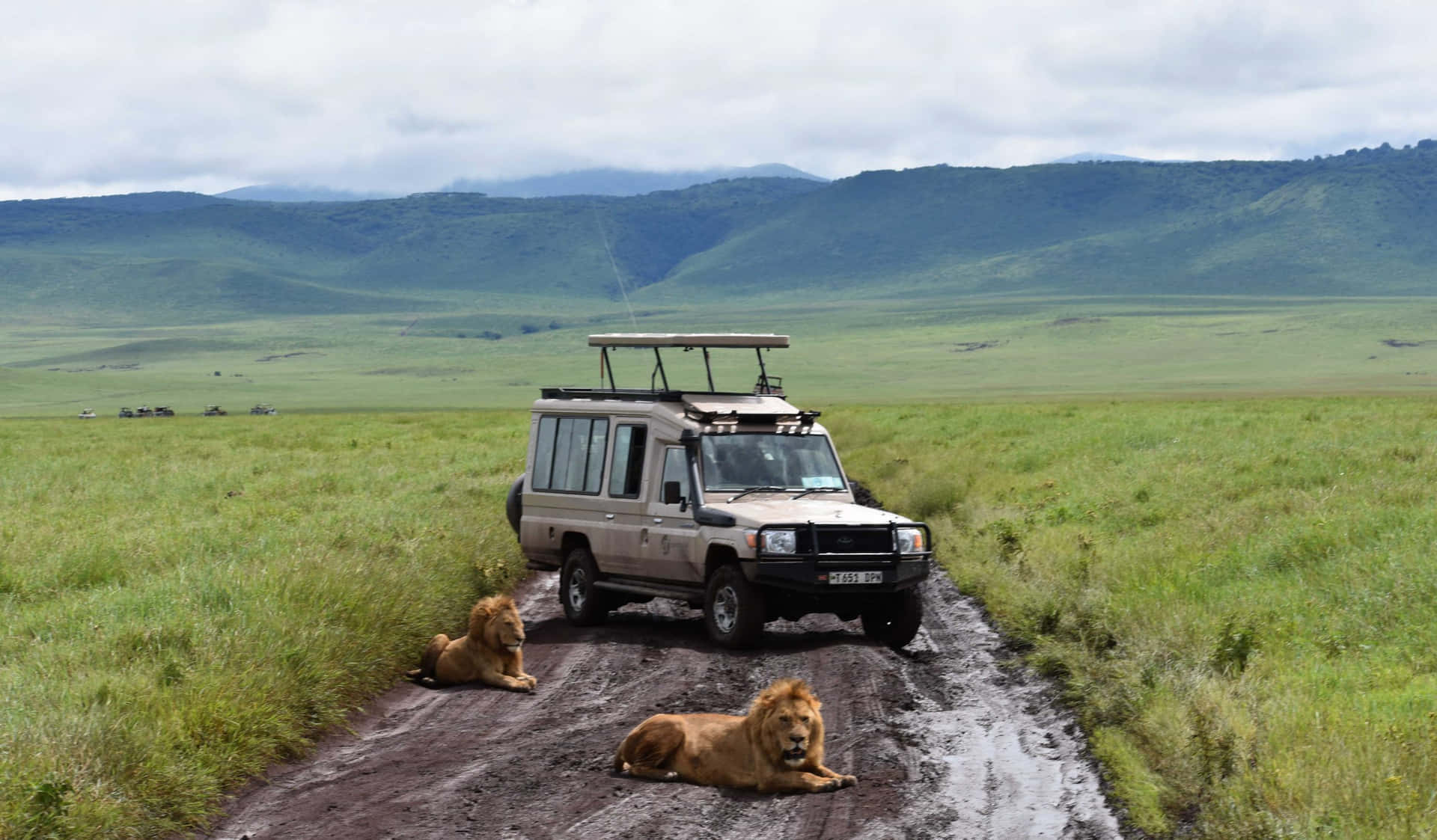 Lion And Safari Vehicle At The Tanzania Ngorongoro Crater Background