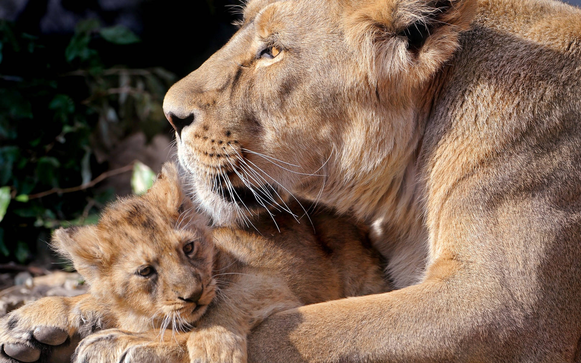 Lion And Tiger Cub Background