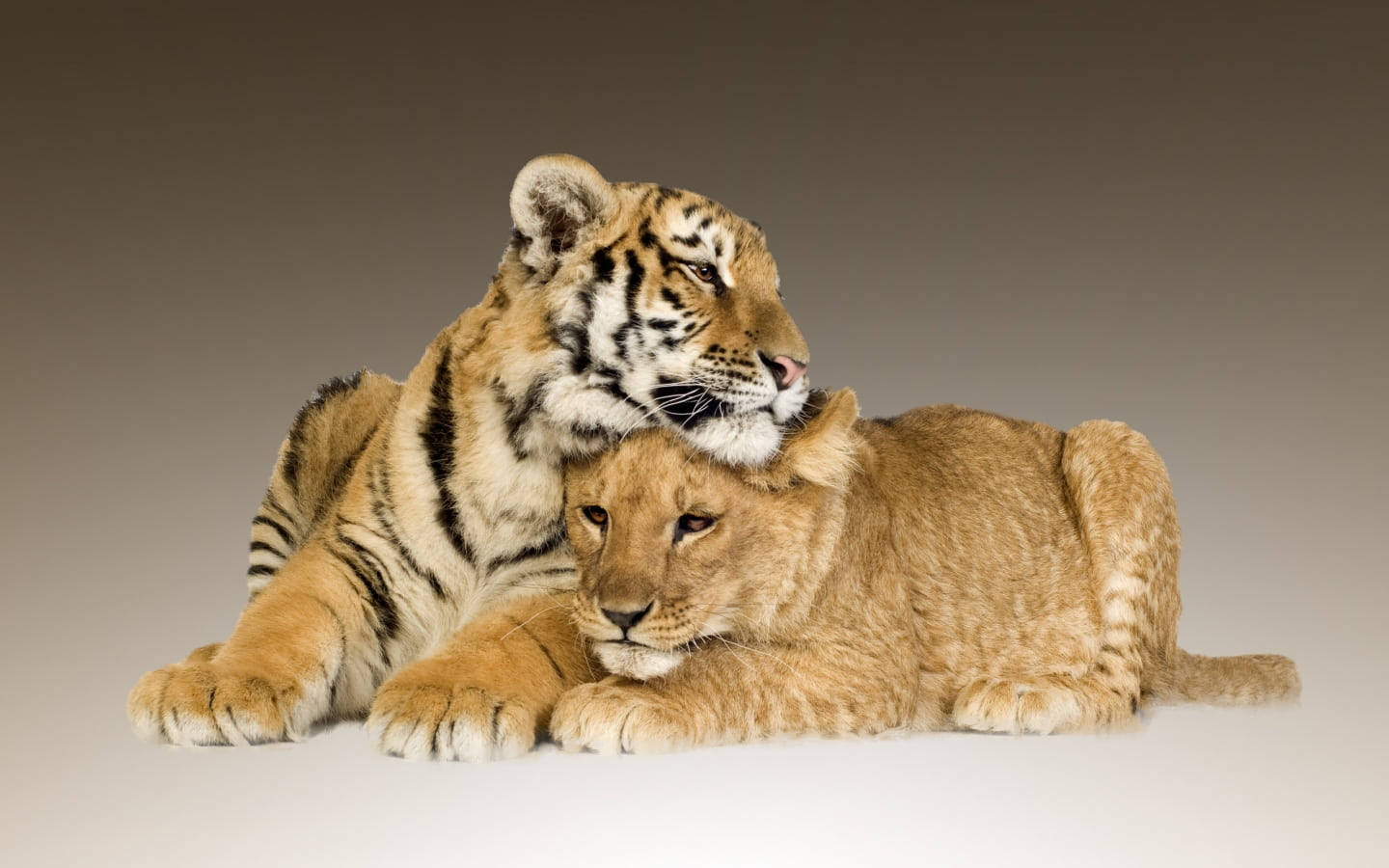 Lion And Tiger Duo