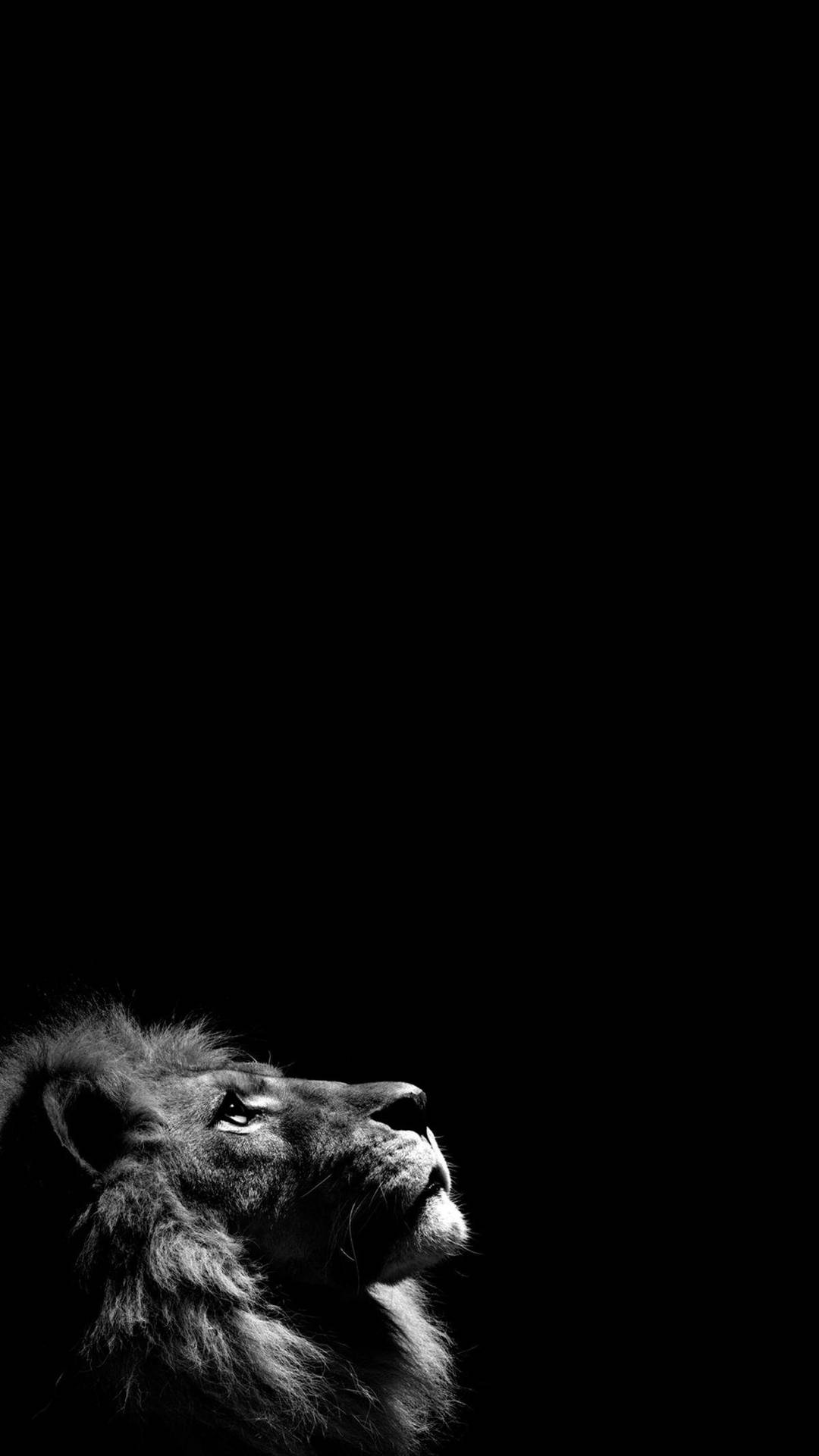 Lion Animal In Dark Screen Background