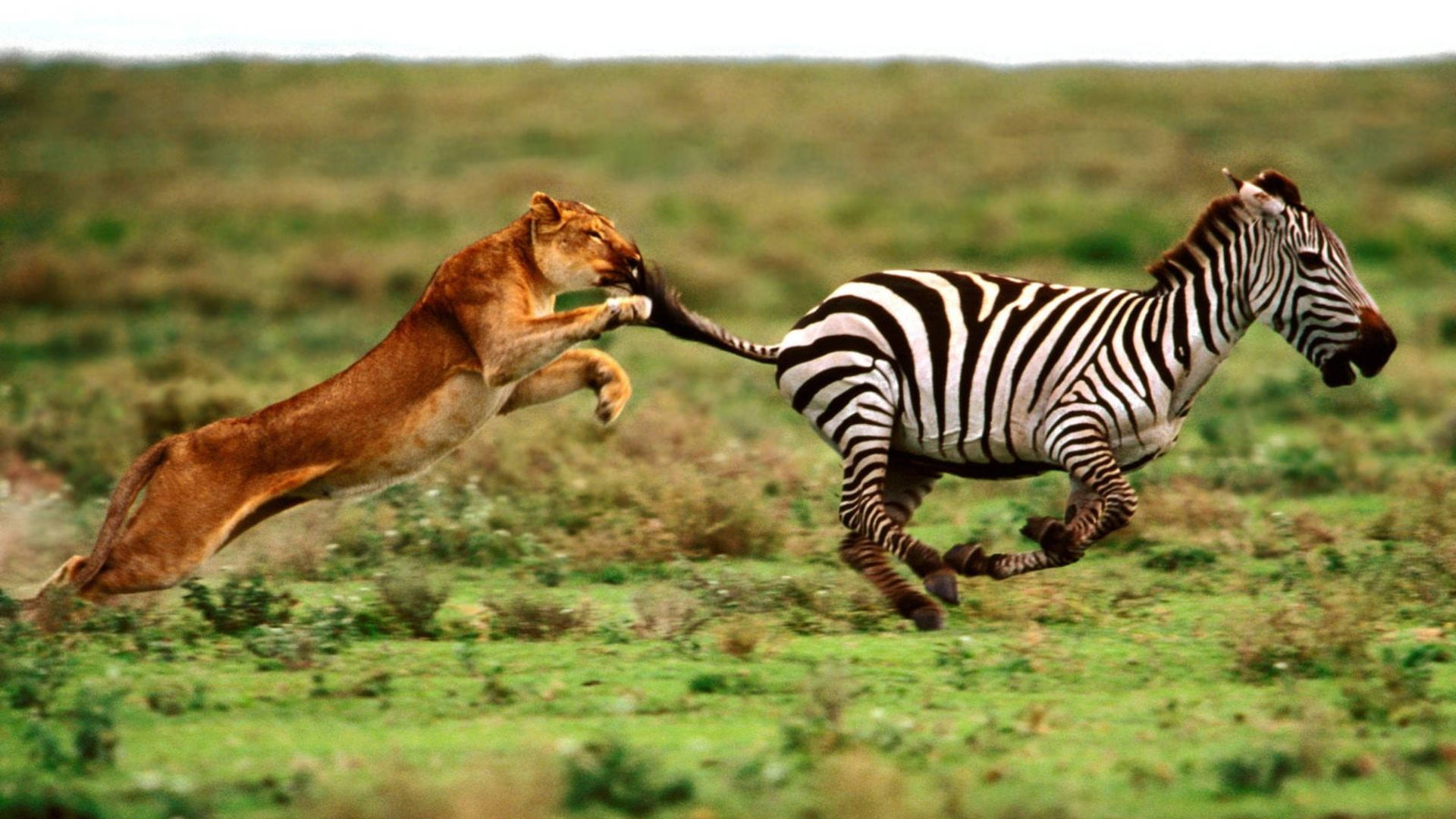 Lion Chasing Zebra