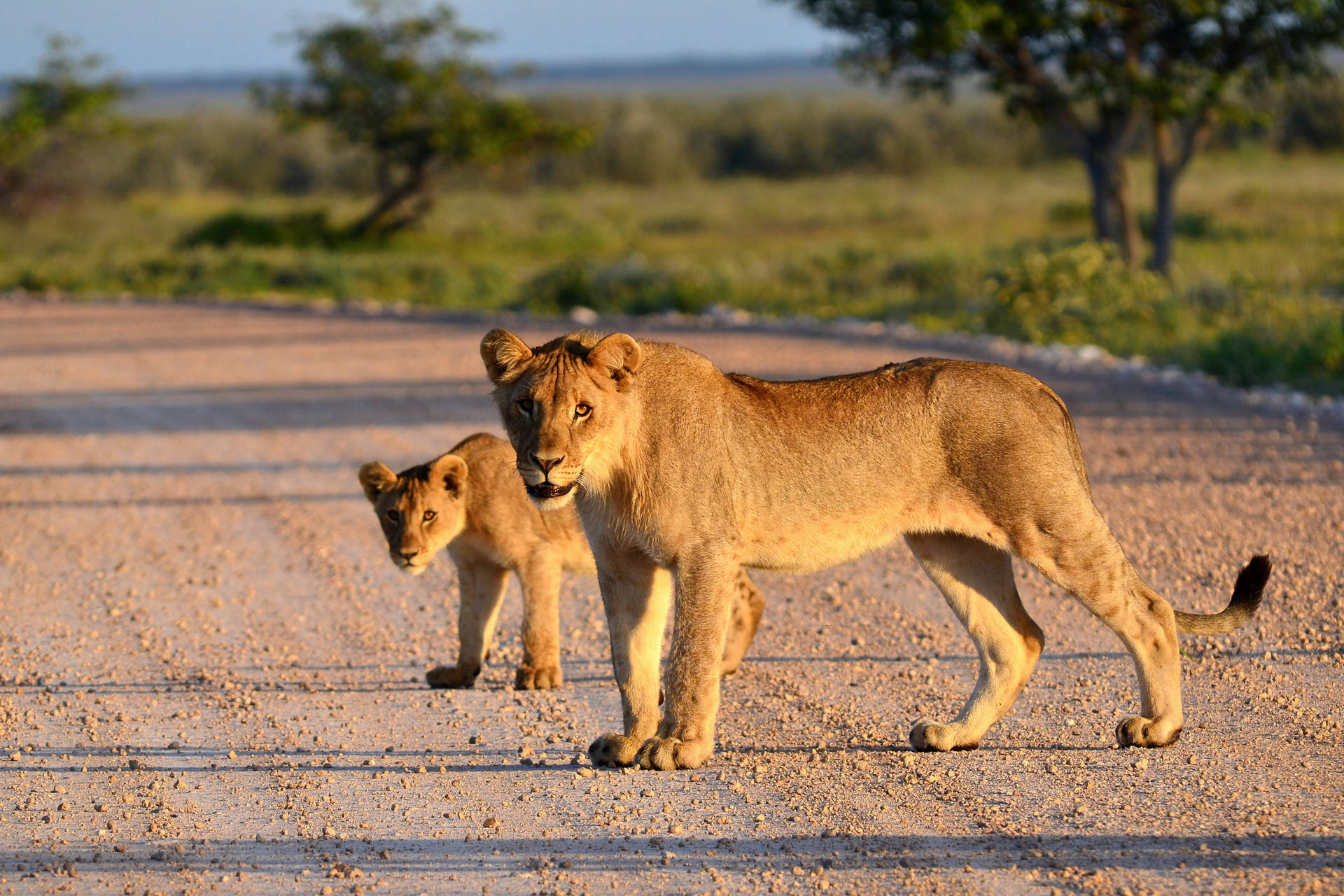 Lion Cub Behind Mom Background